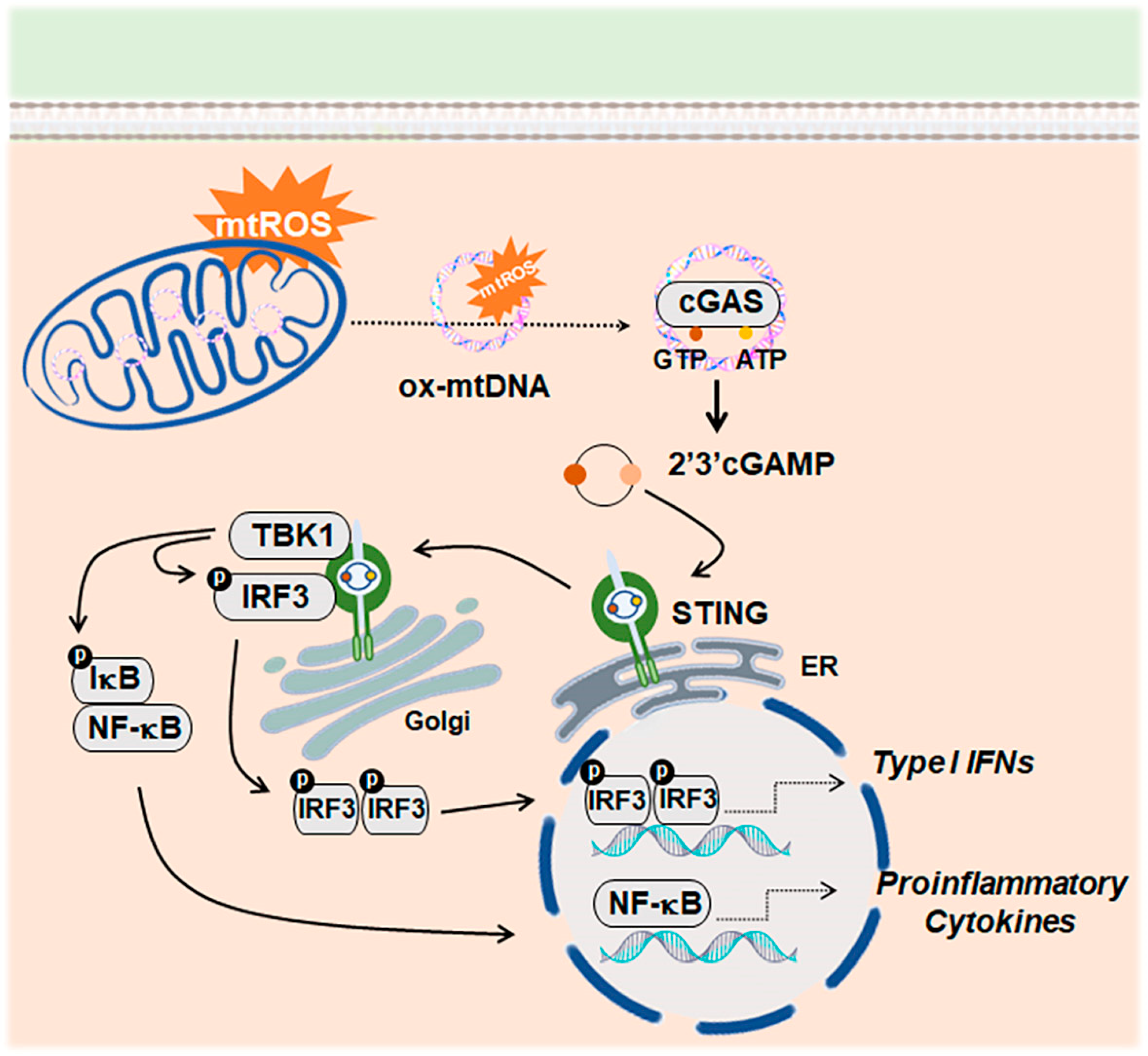 Antioxidants 13 01440 g001