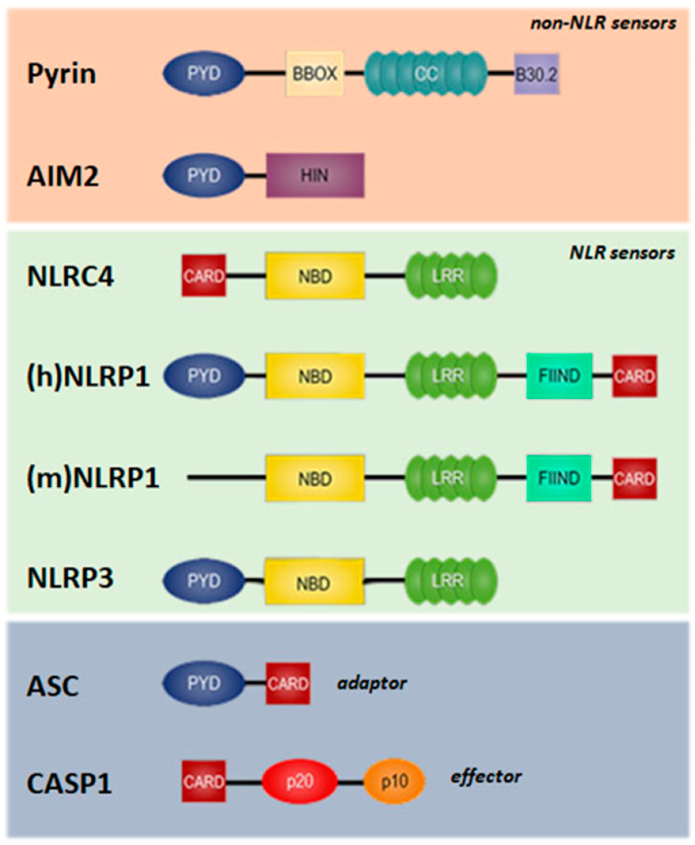 Antioxidants 13 01440 g003