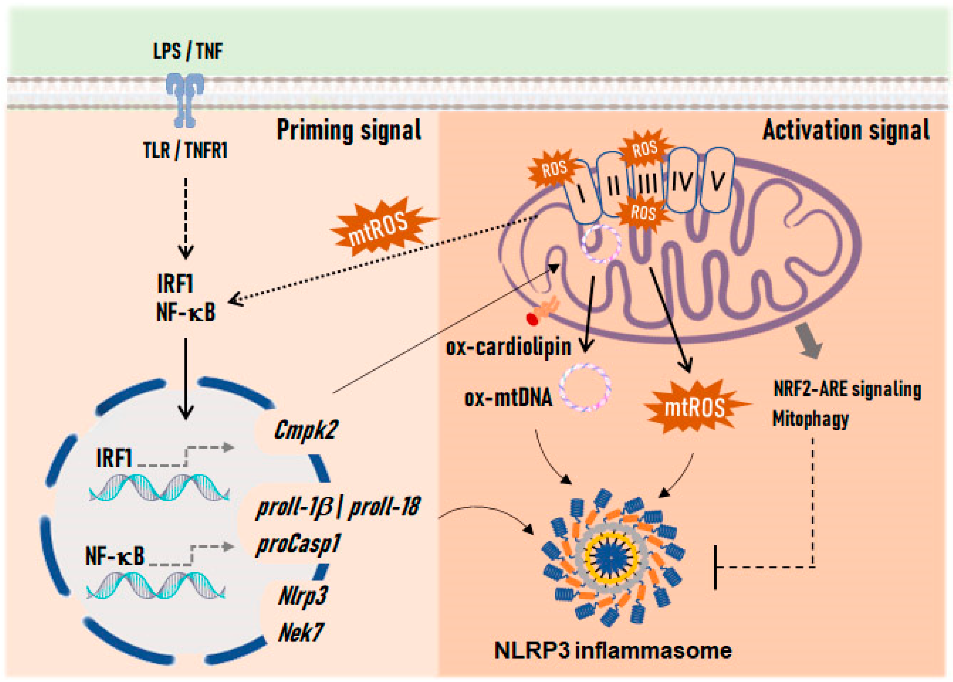 Antioxidants 13 01440 g004