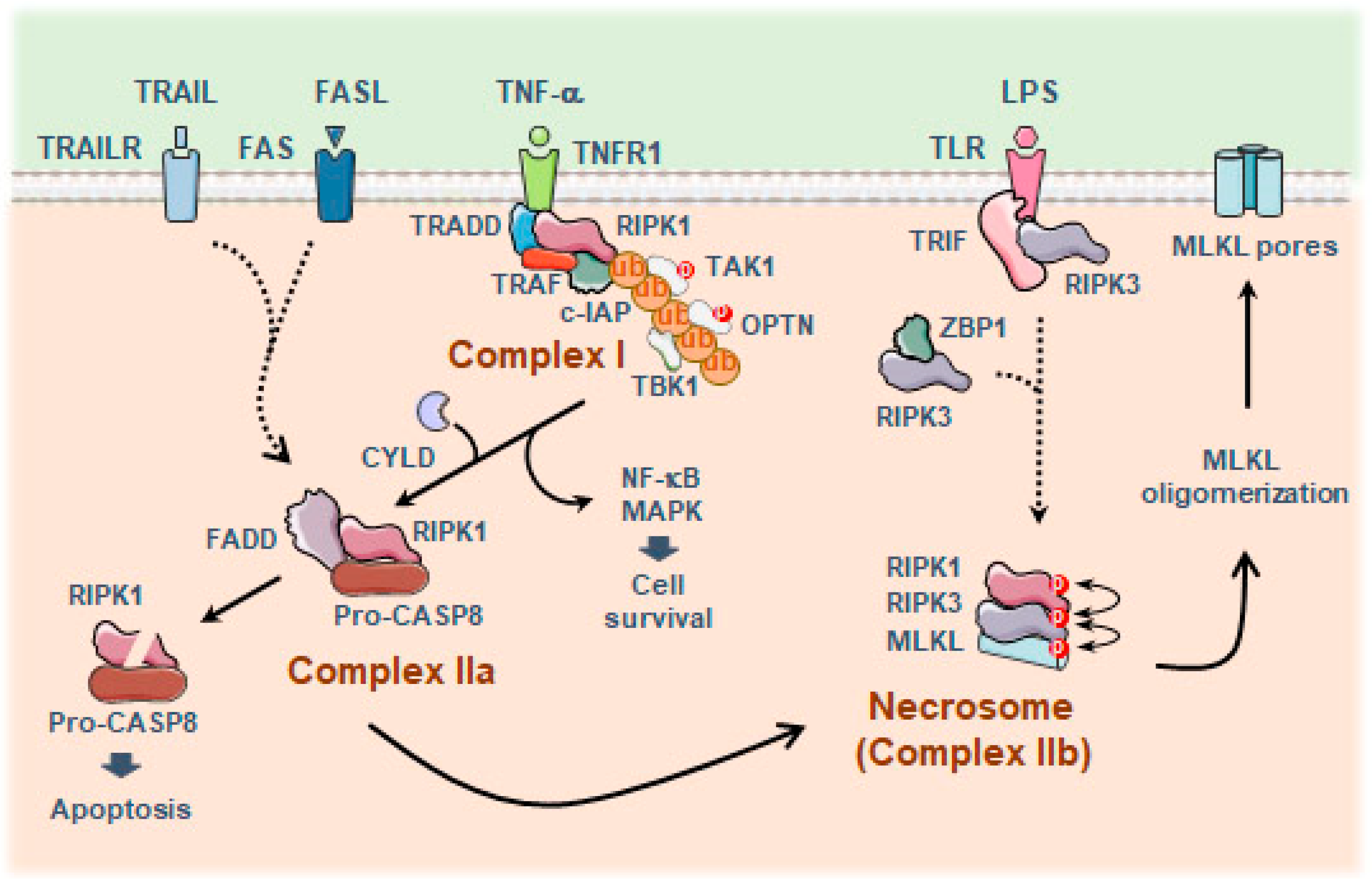 Antioxidants 13 01440 g005