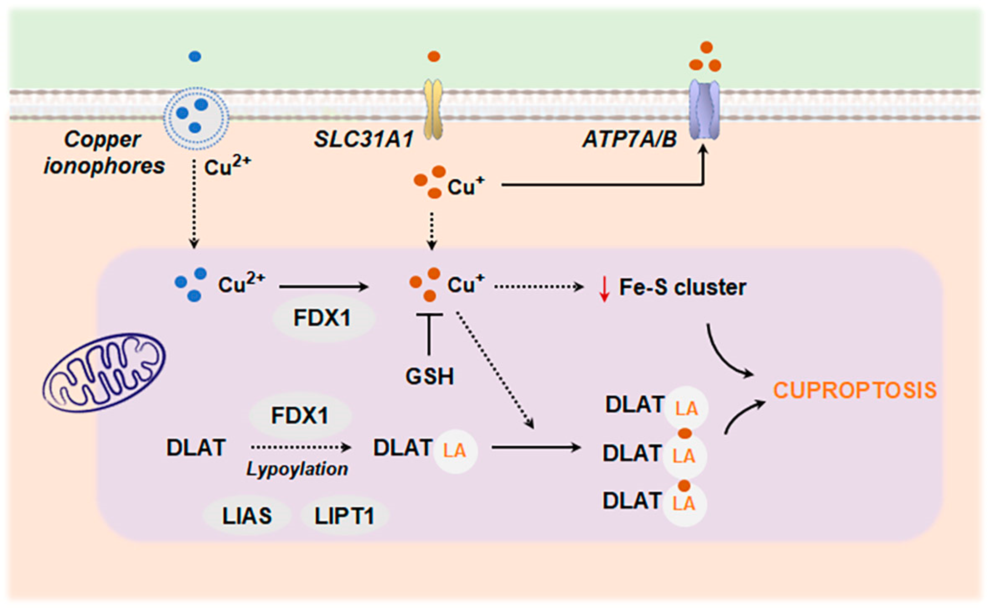 Antioxidants 13 01440 g007