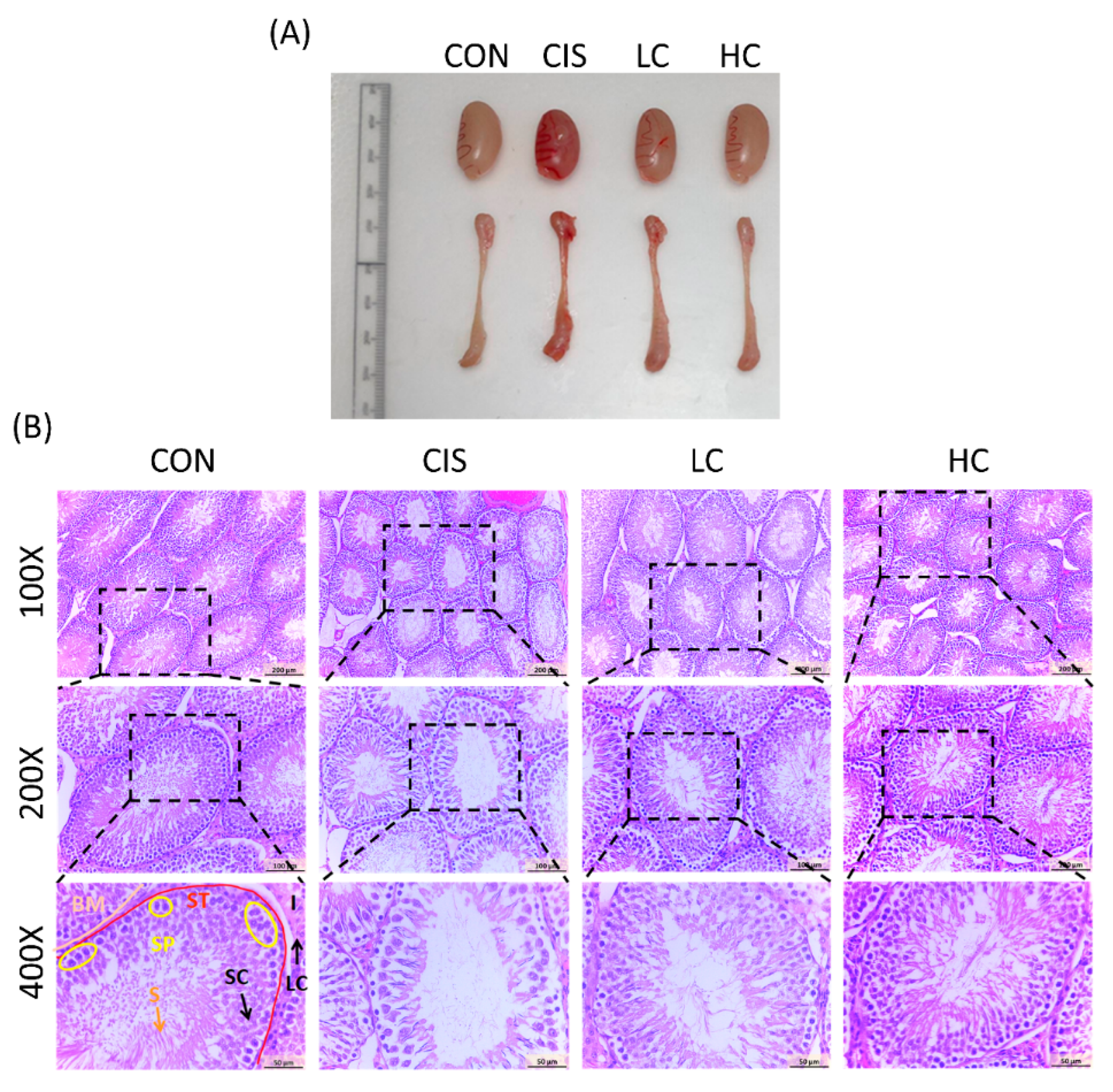 Antioxidants 13 01443 g009