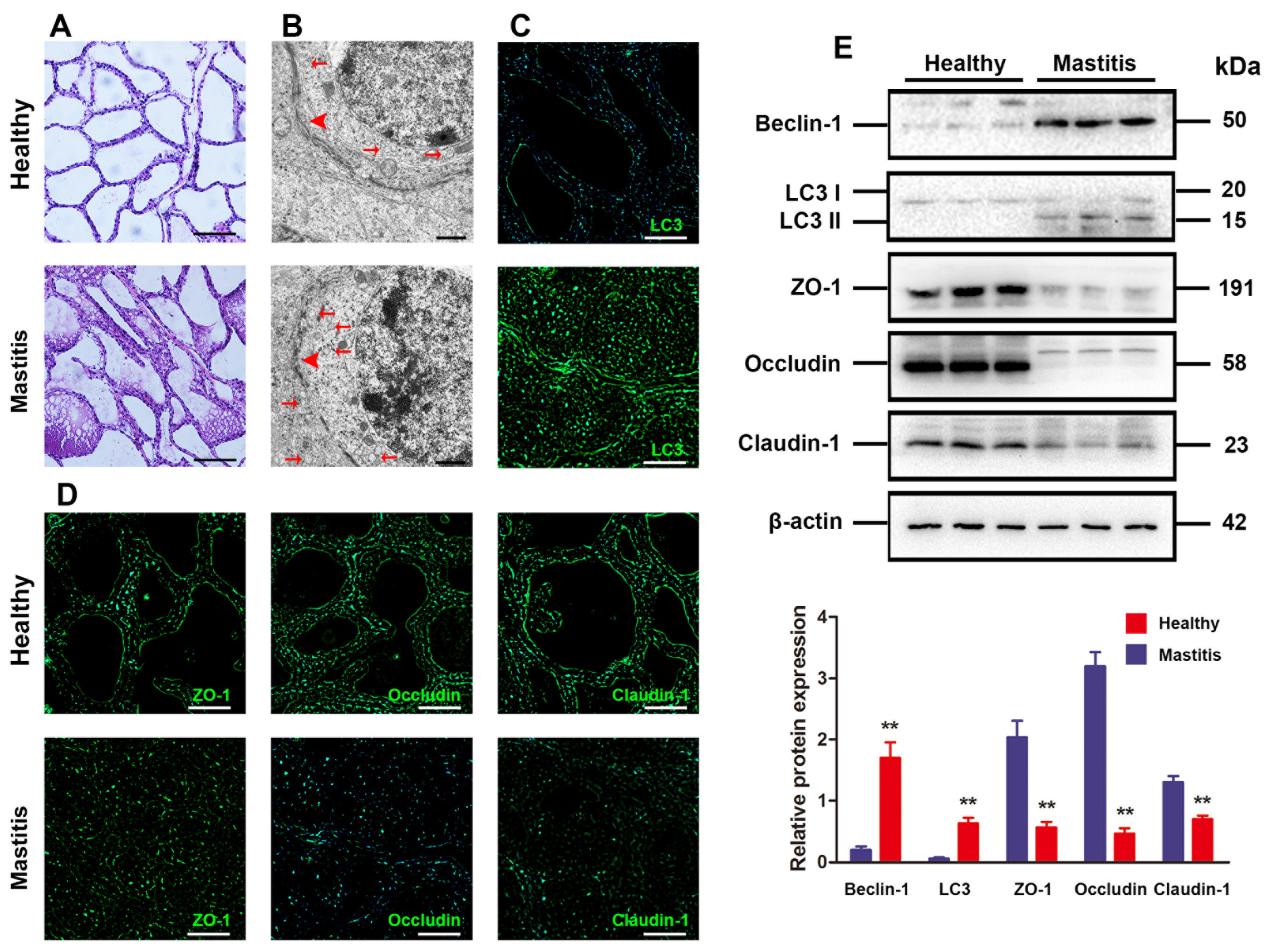 Antioxidants 13 01446 g001