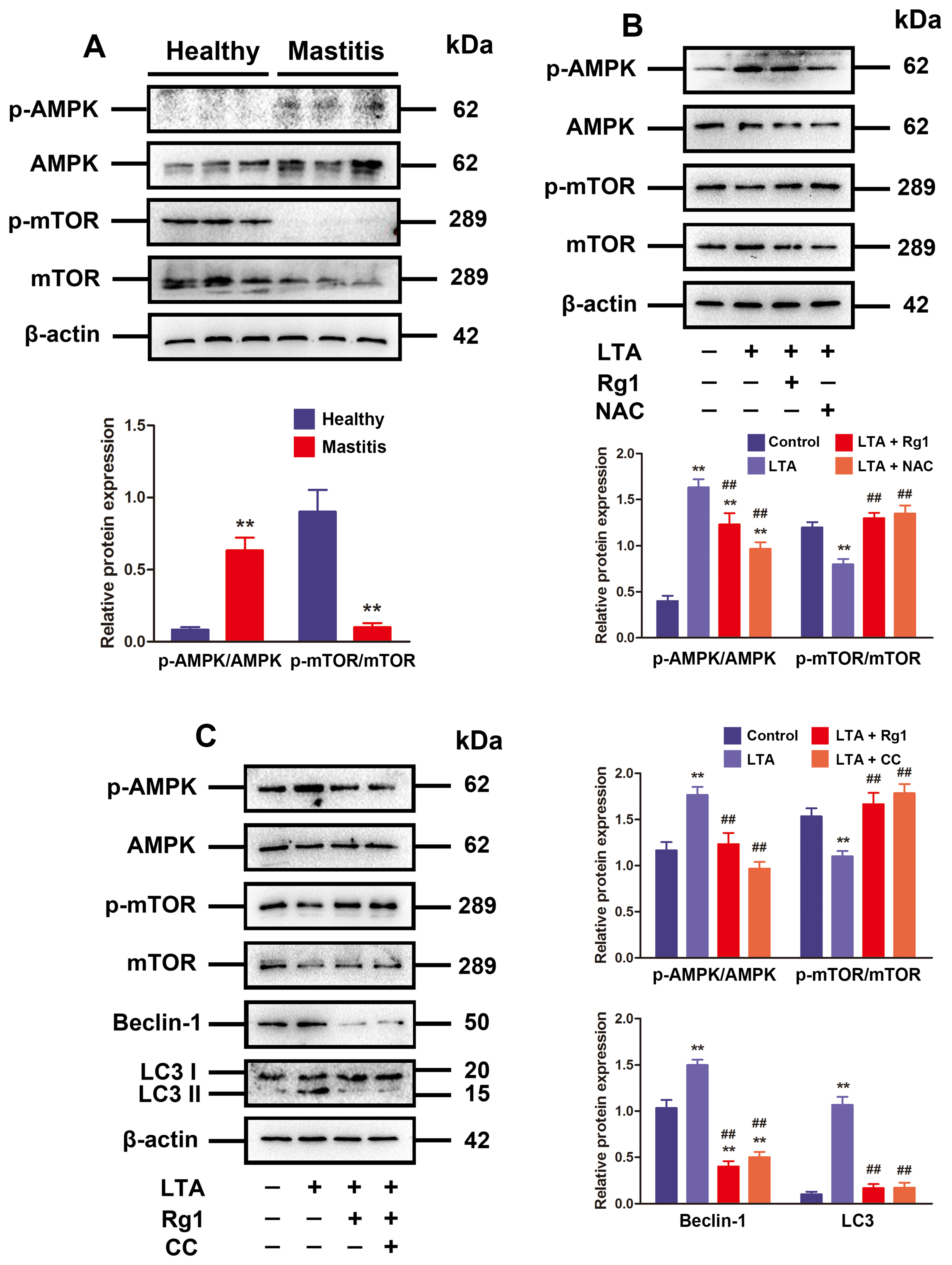 Antioxidants 13 01446 g004