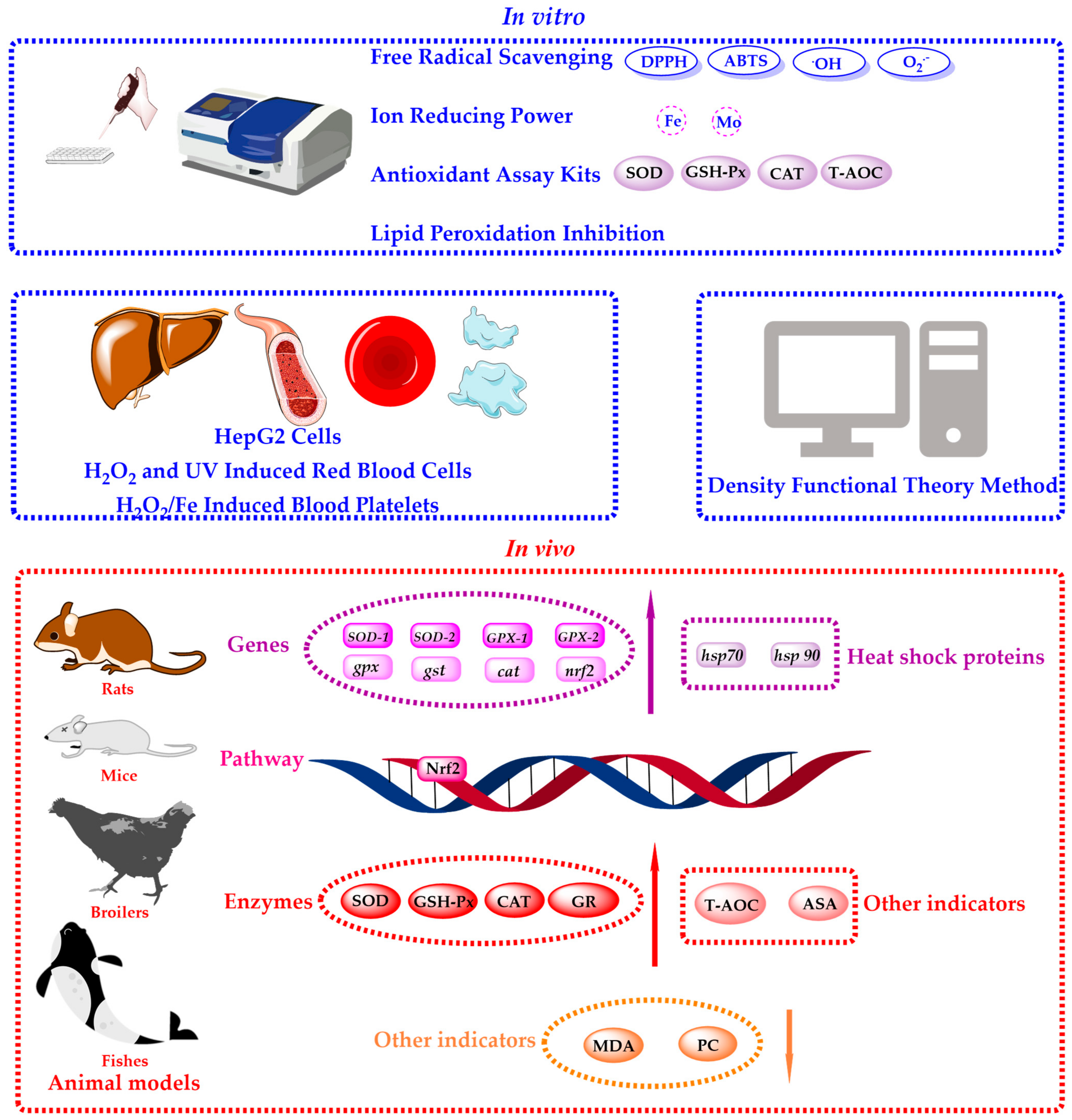 Antioxidants 13 01449 g006