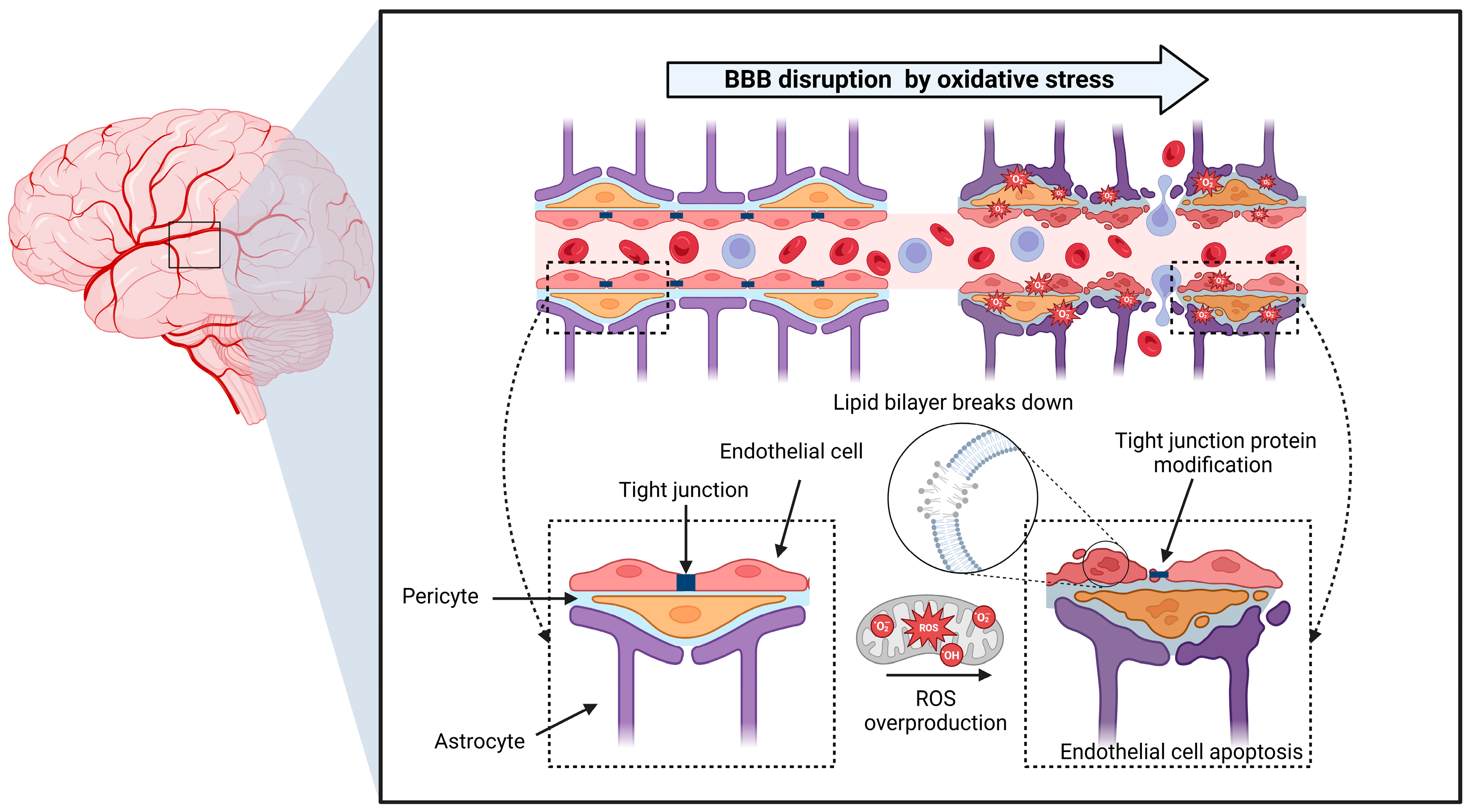 Antioxidants 13 01462 g002