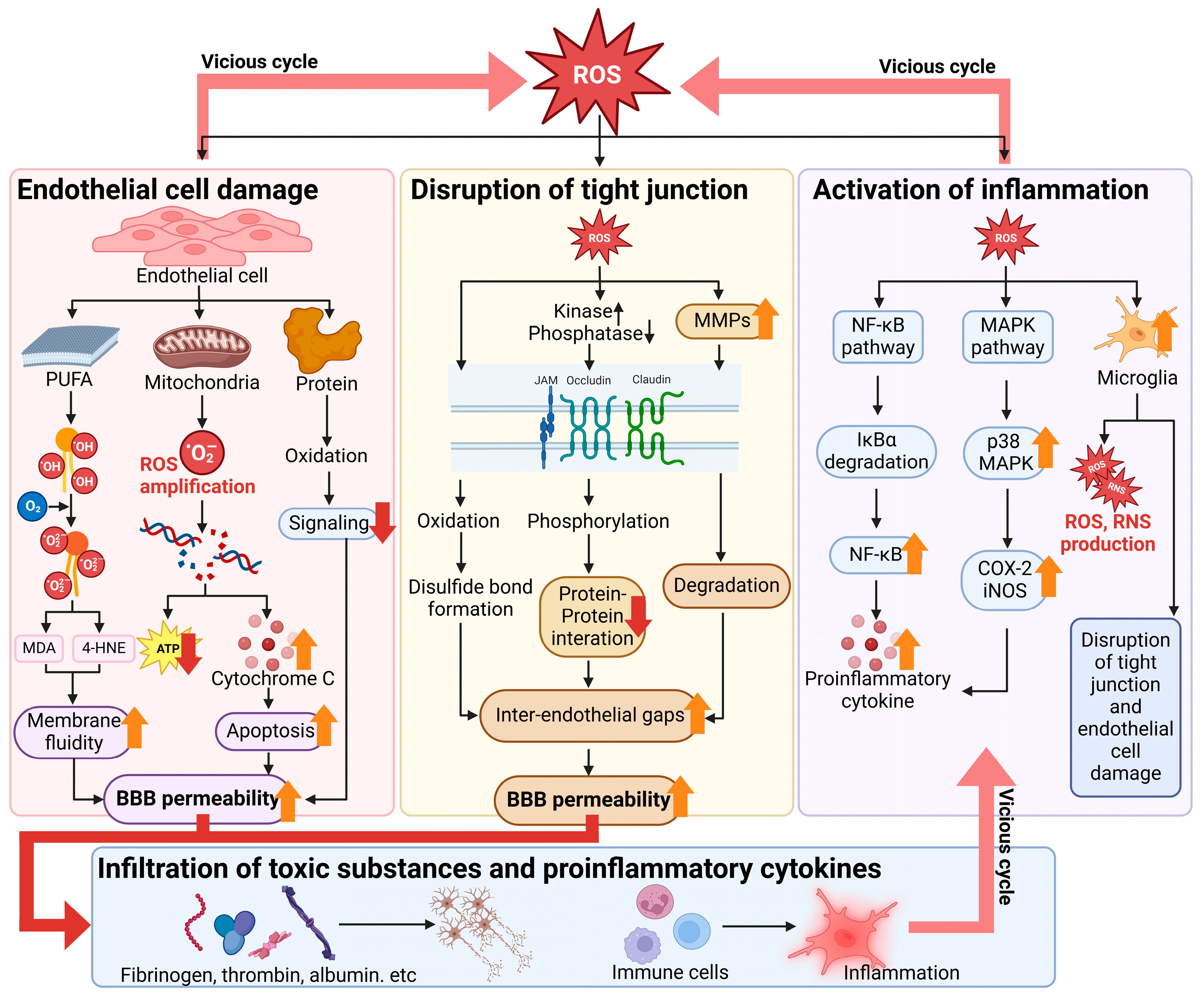 Antioxidants 13 01462 g003