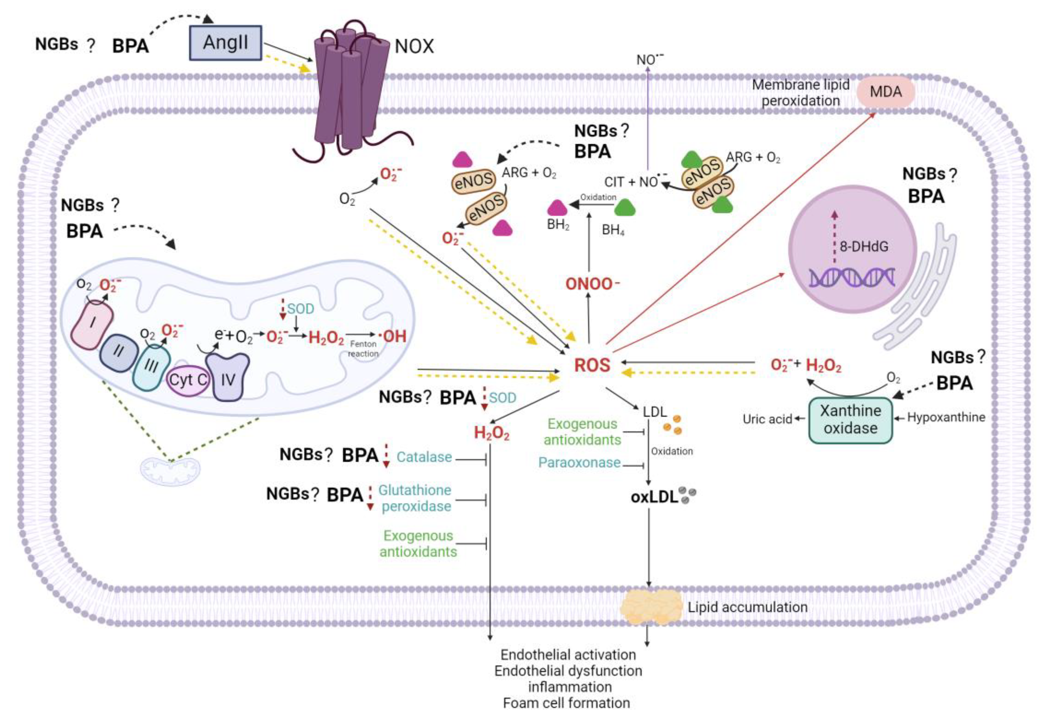 Antioxidants 13 01468 g005