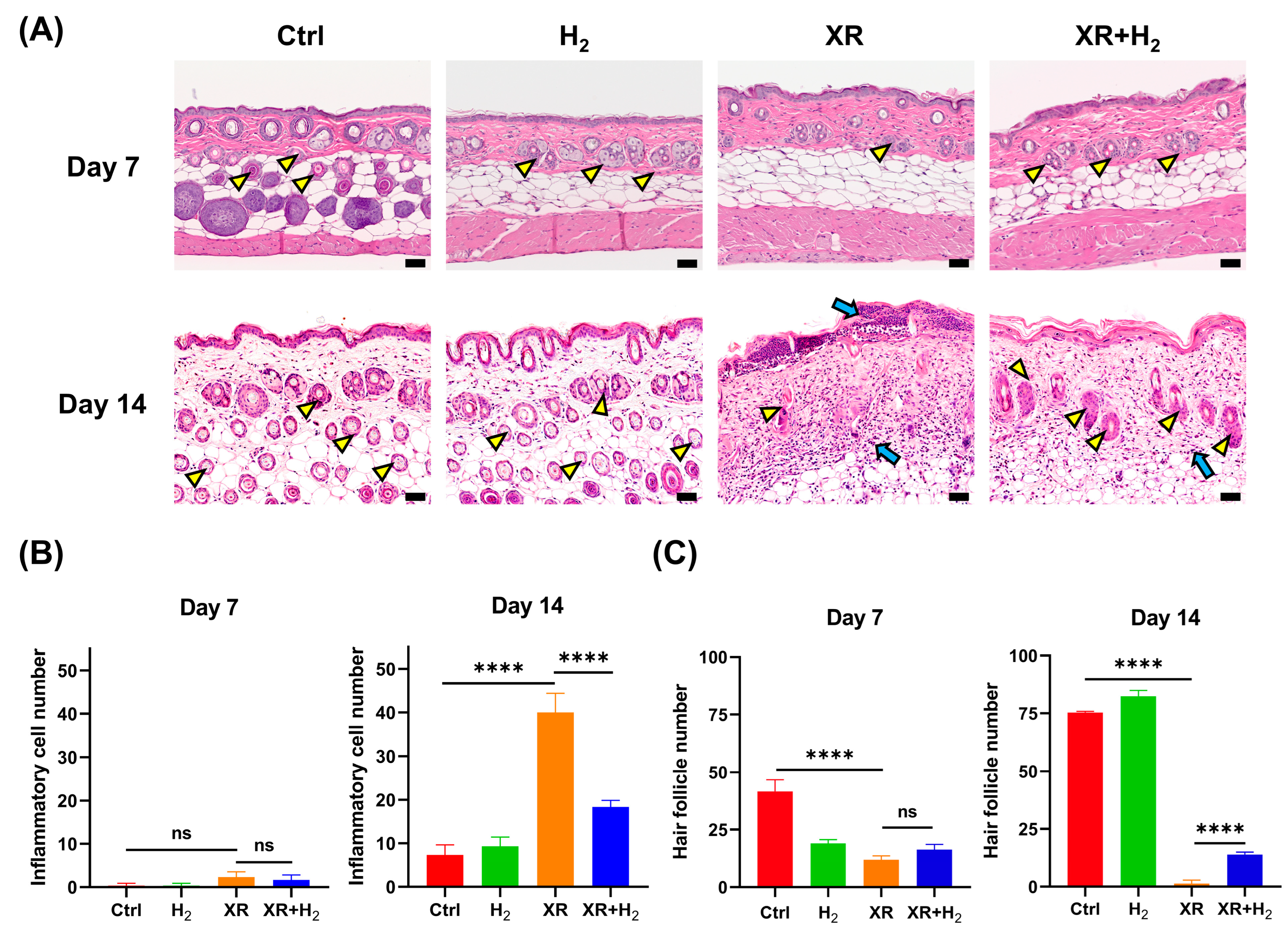 Antioxidants 13 01475 g004