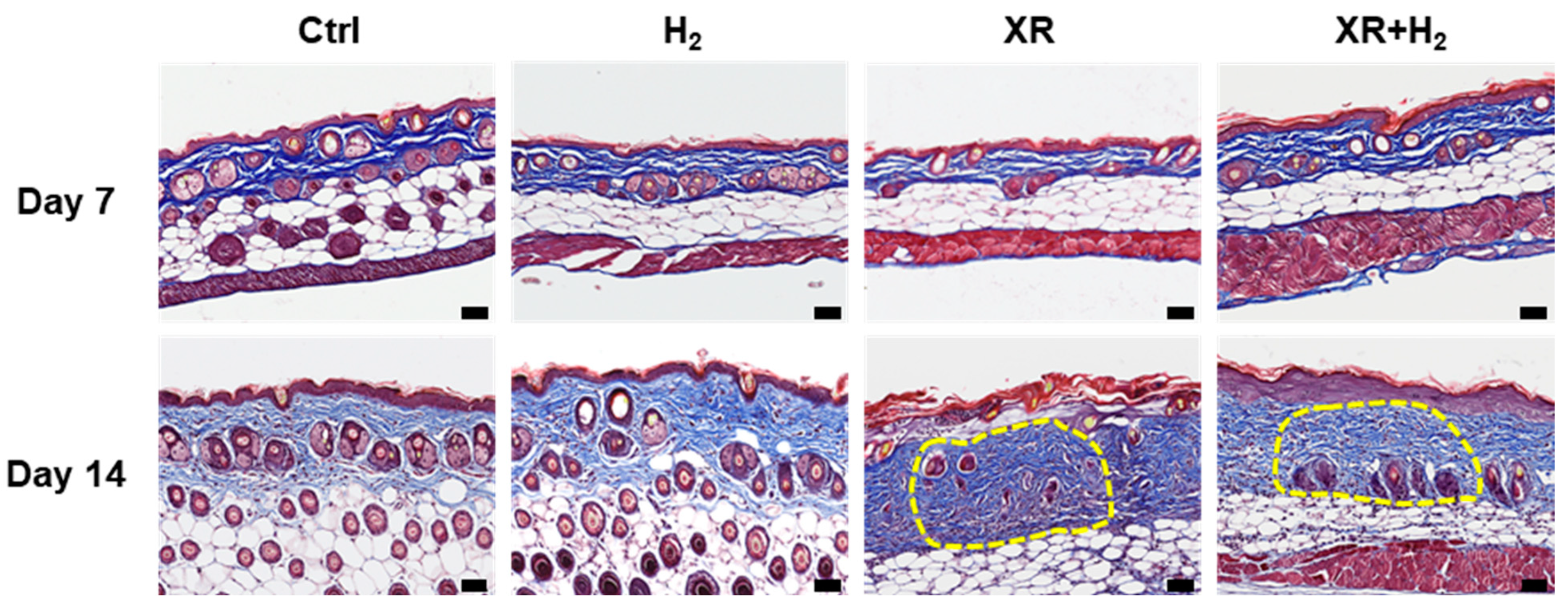 Antioxidants 13 01475 g006
