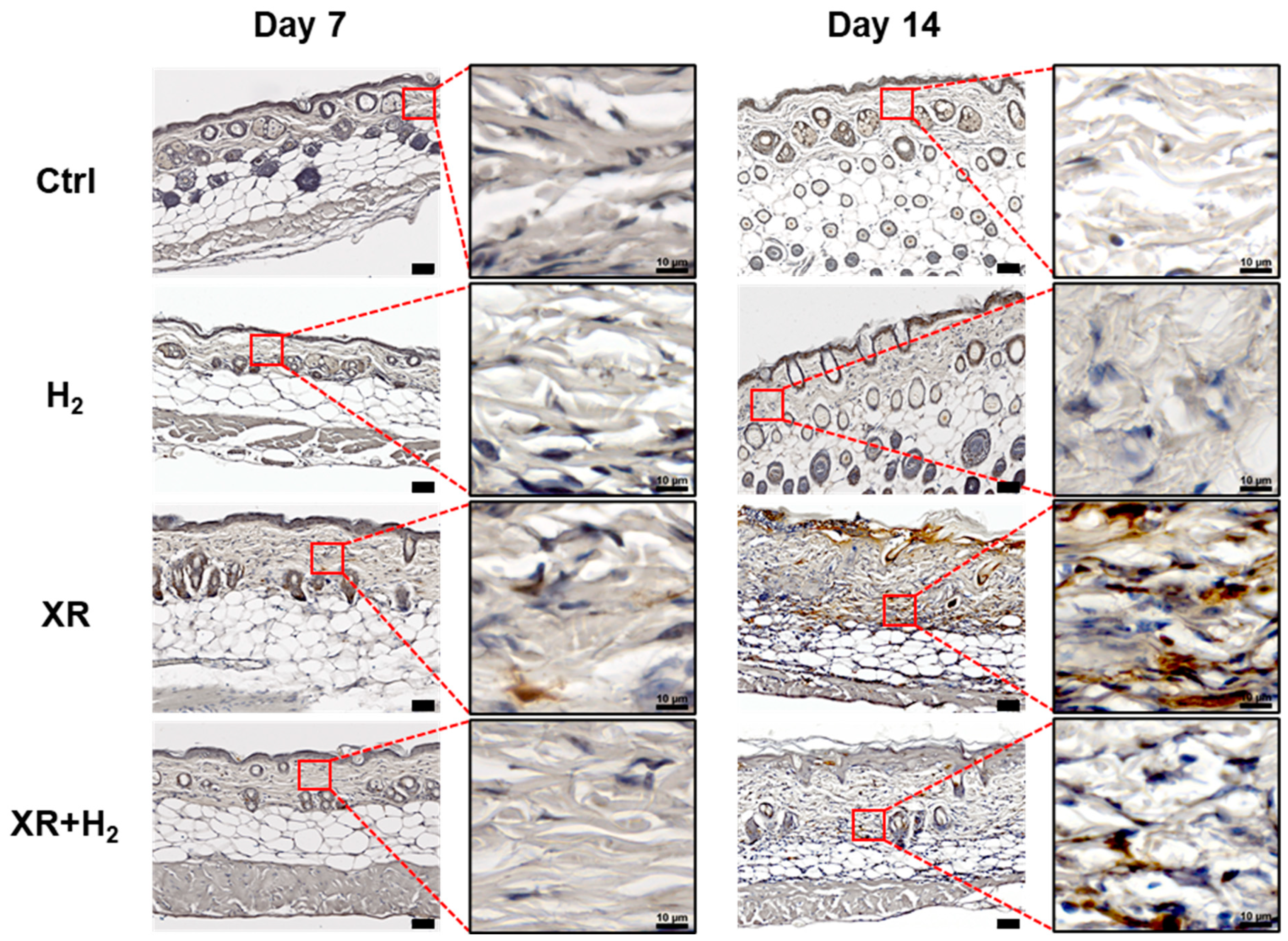 Antioxidants 13 01475 g007