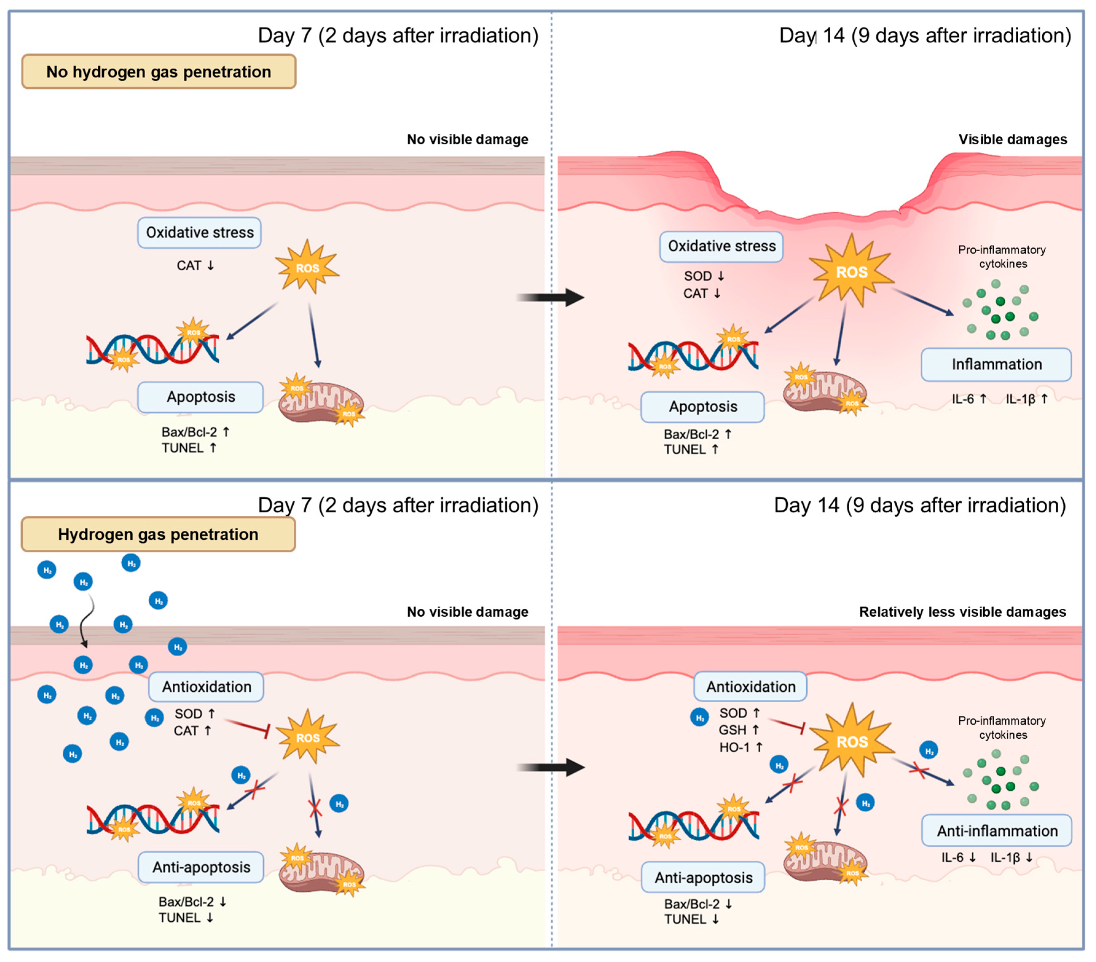 Antioxidants 13 01475 sch002