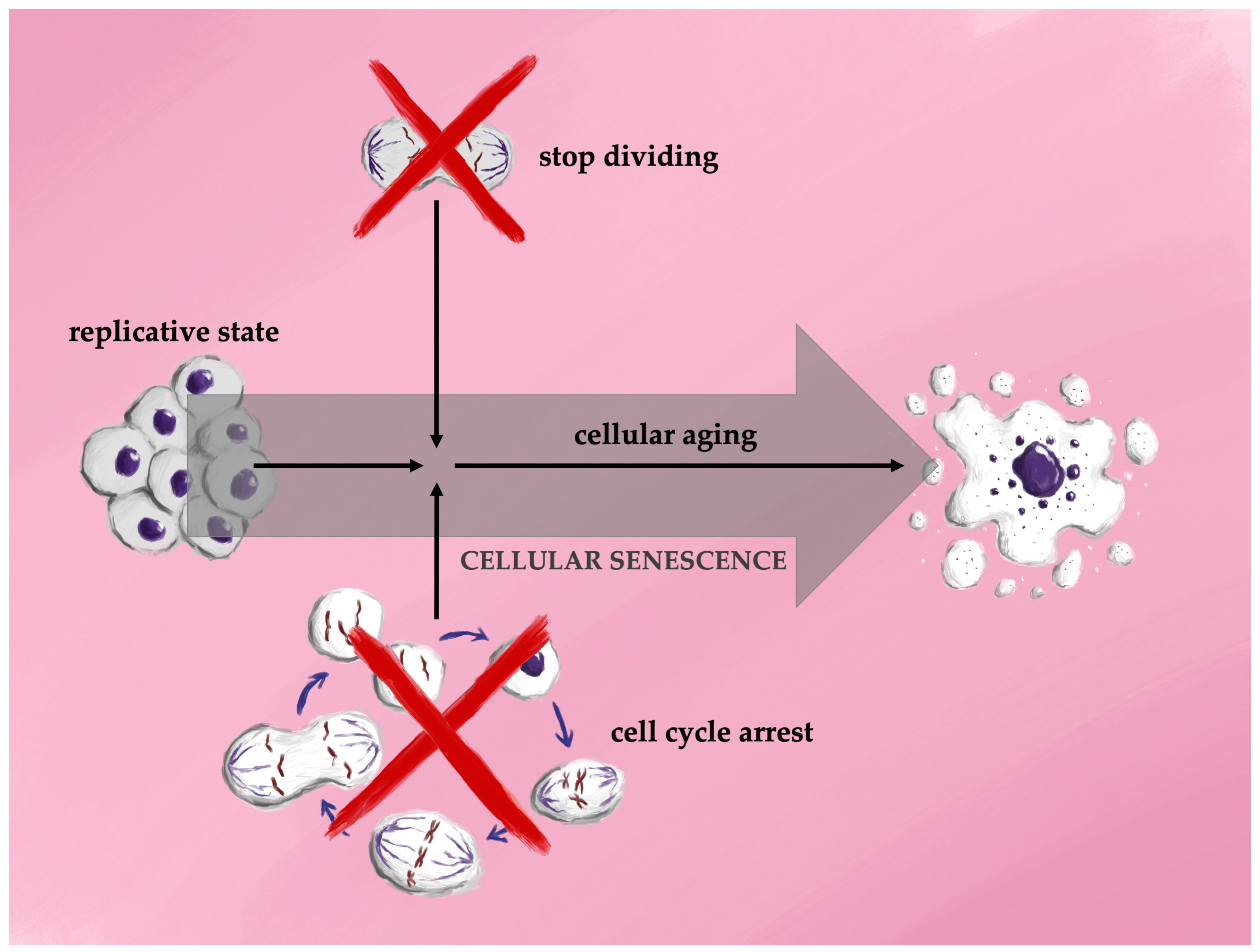 Antioxidants 13 01480 g002