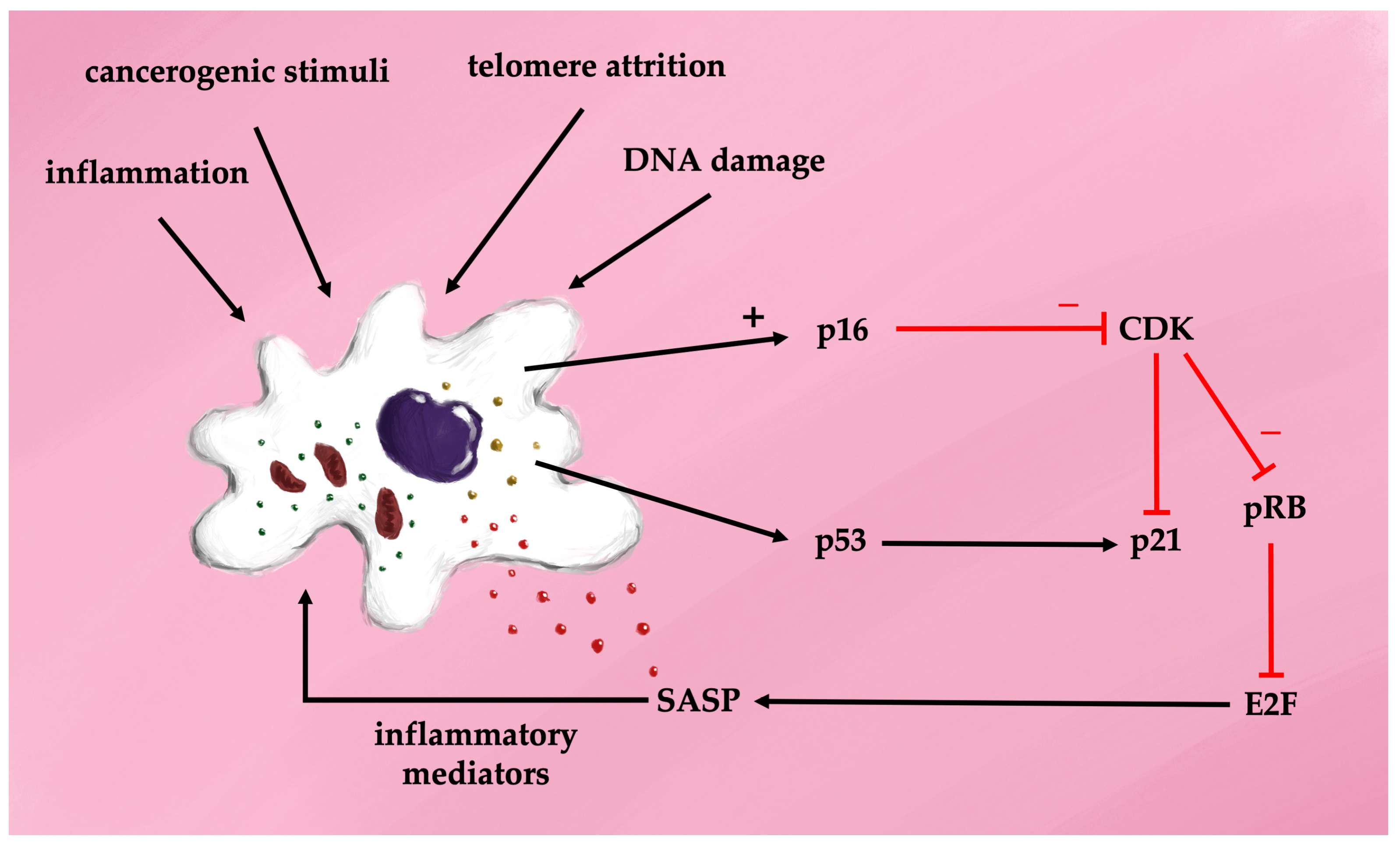 Antioxidants 13 01480 g003