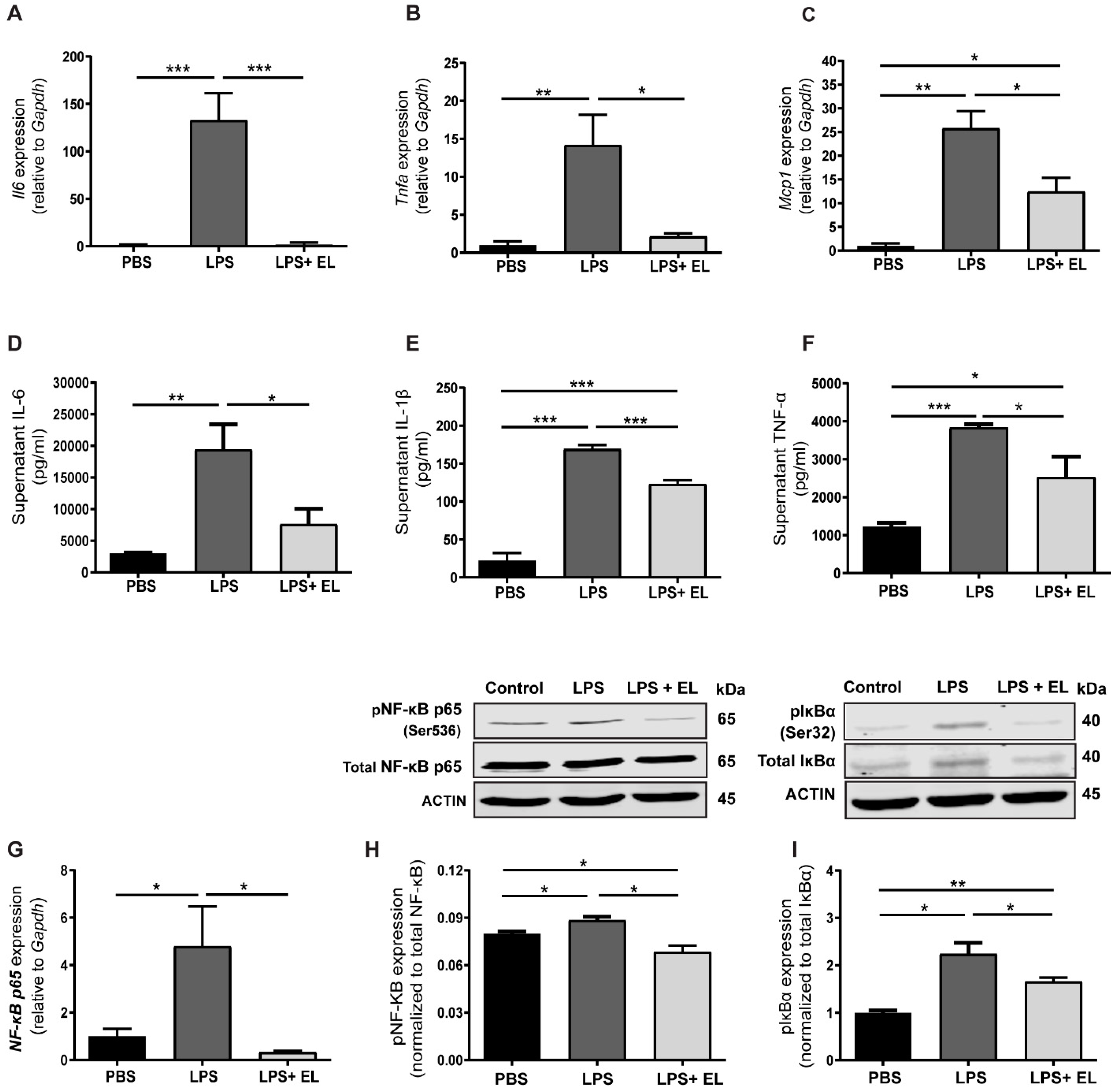 Antioxidants 13 01485 g008