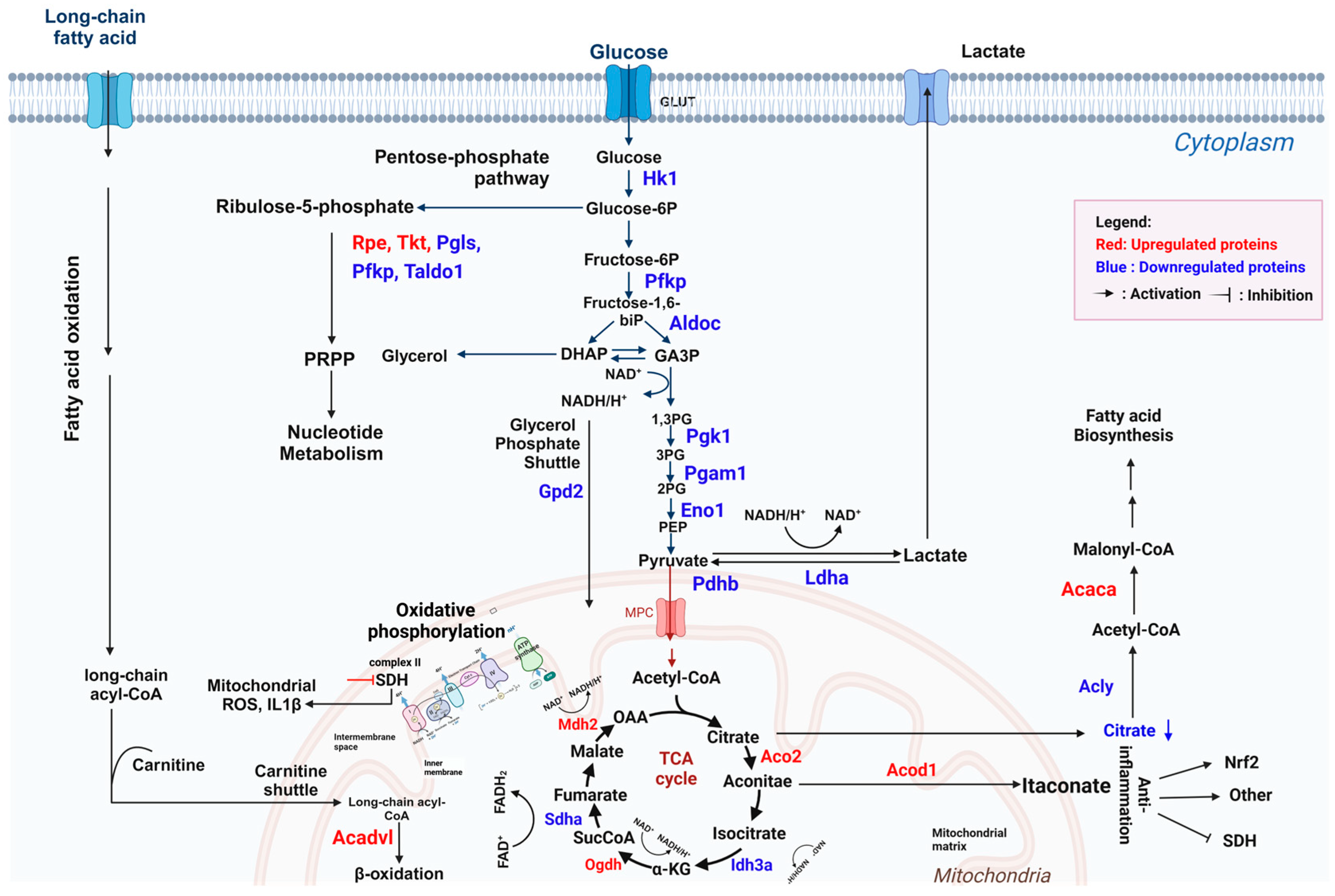 Antioxidants 13 01485 g010