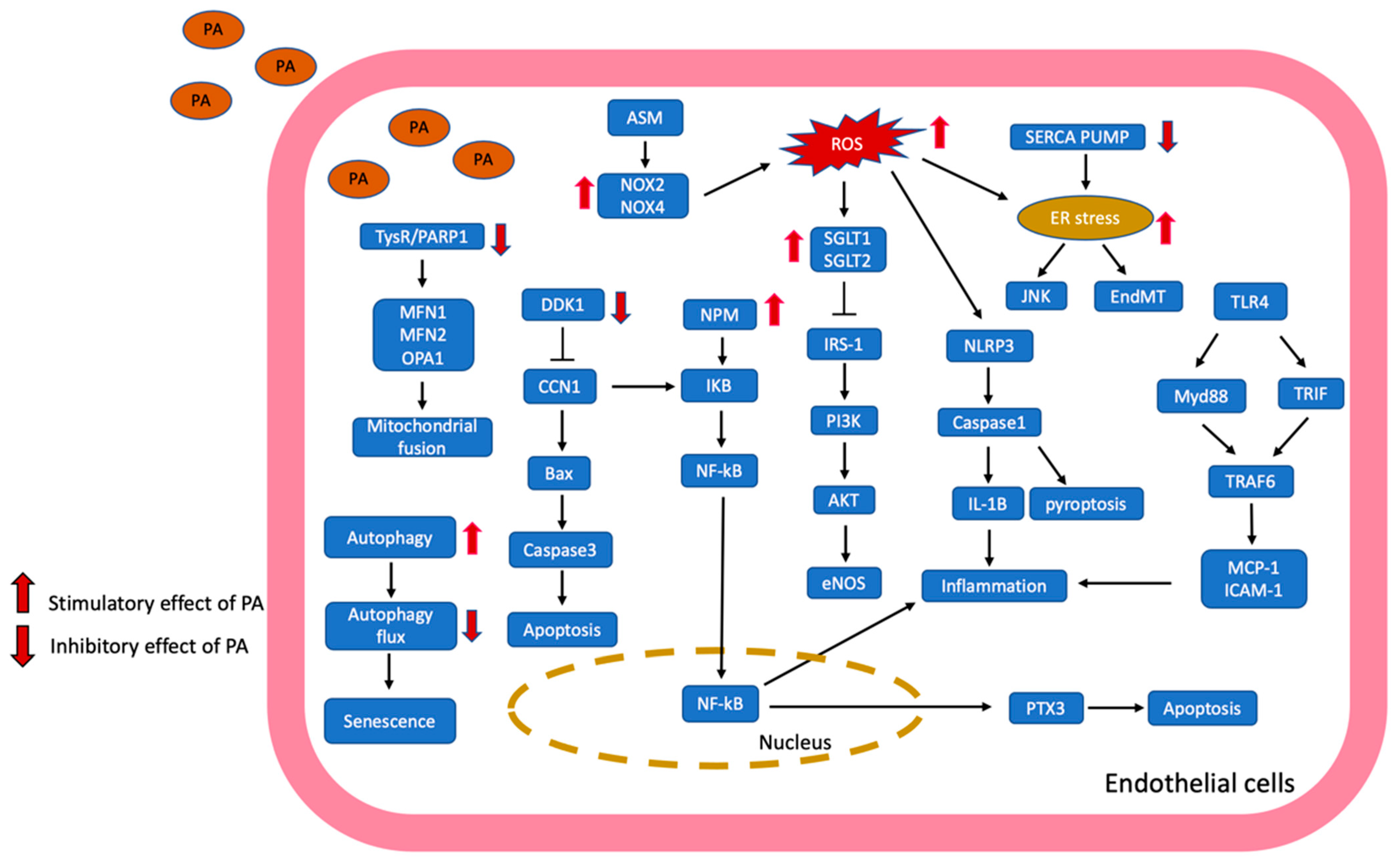 Antioxidants 13 01486 g001