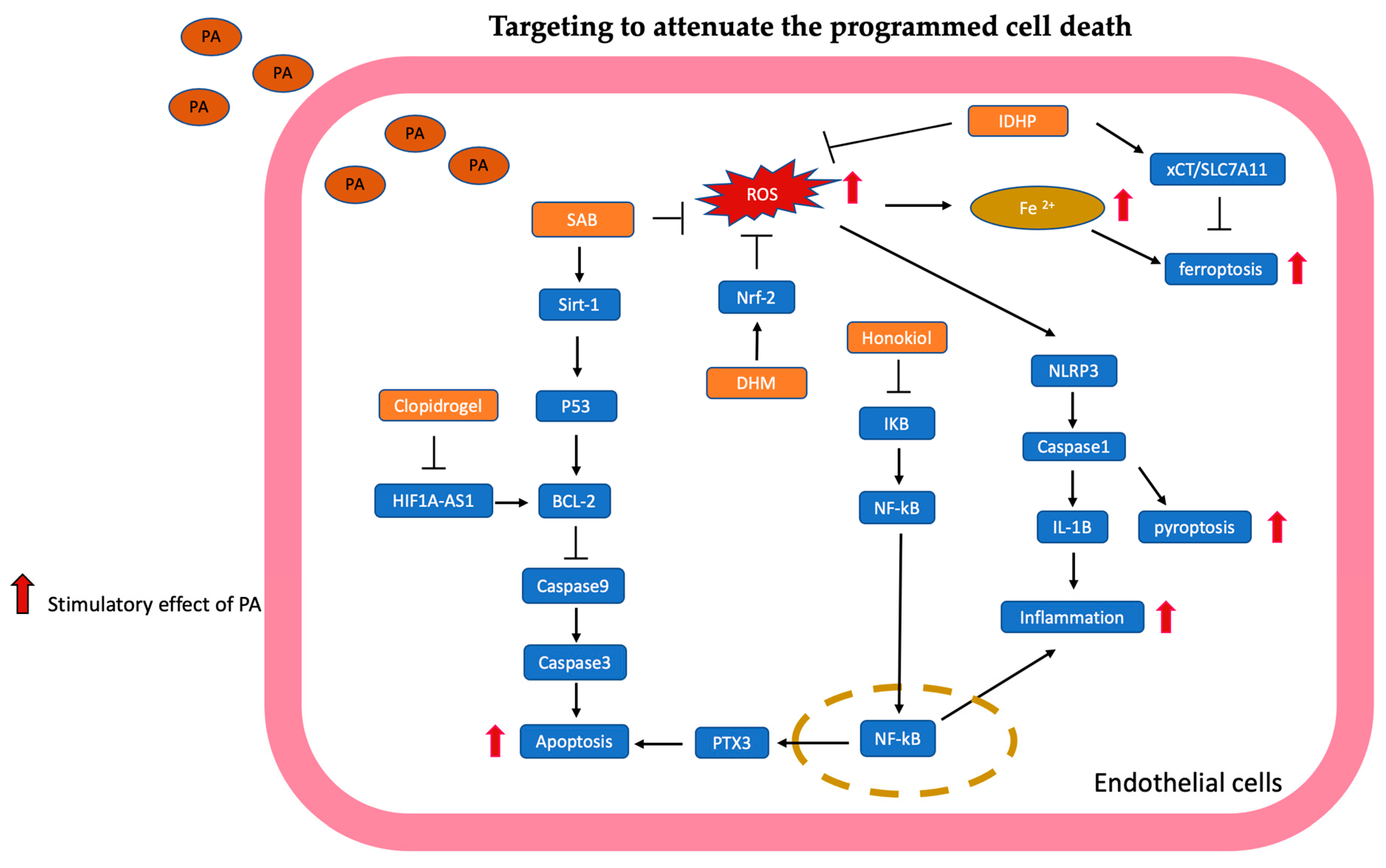Antioxidants 13 01486 g002