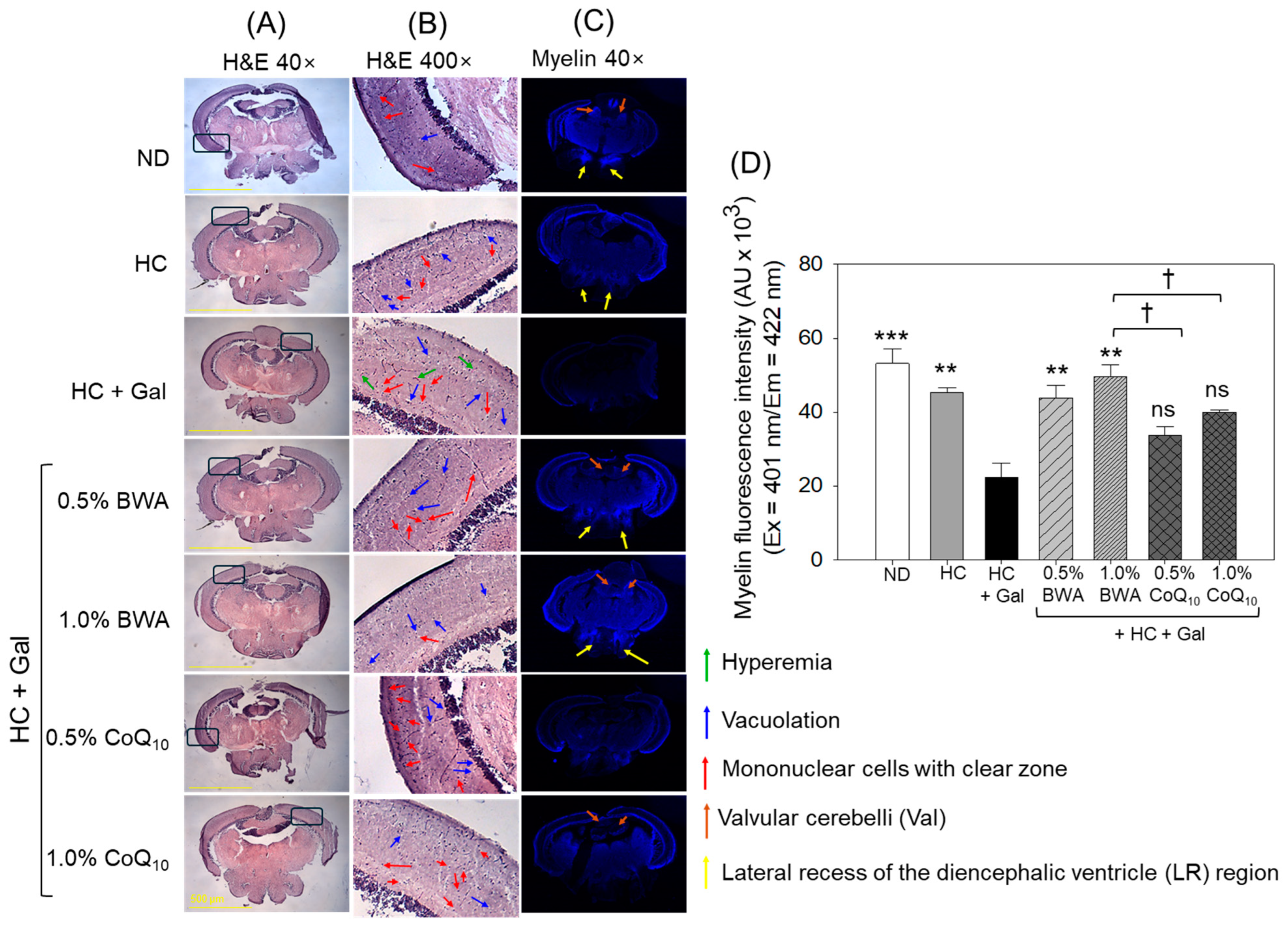 Antioxidants 13 01488 g006