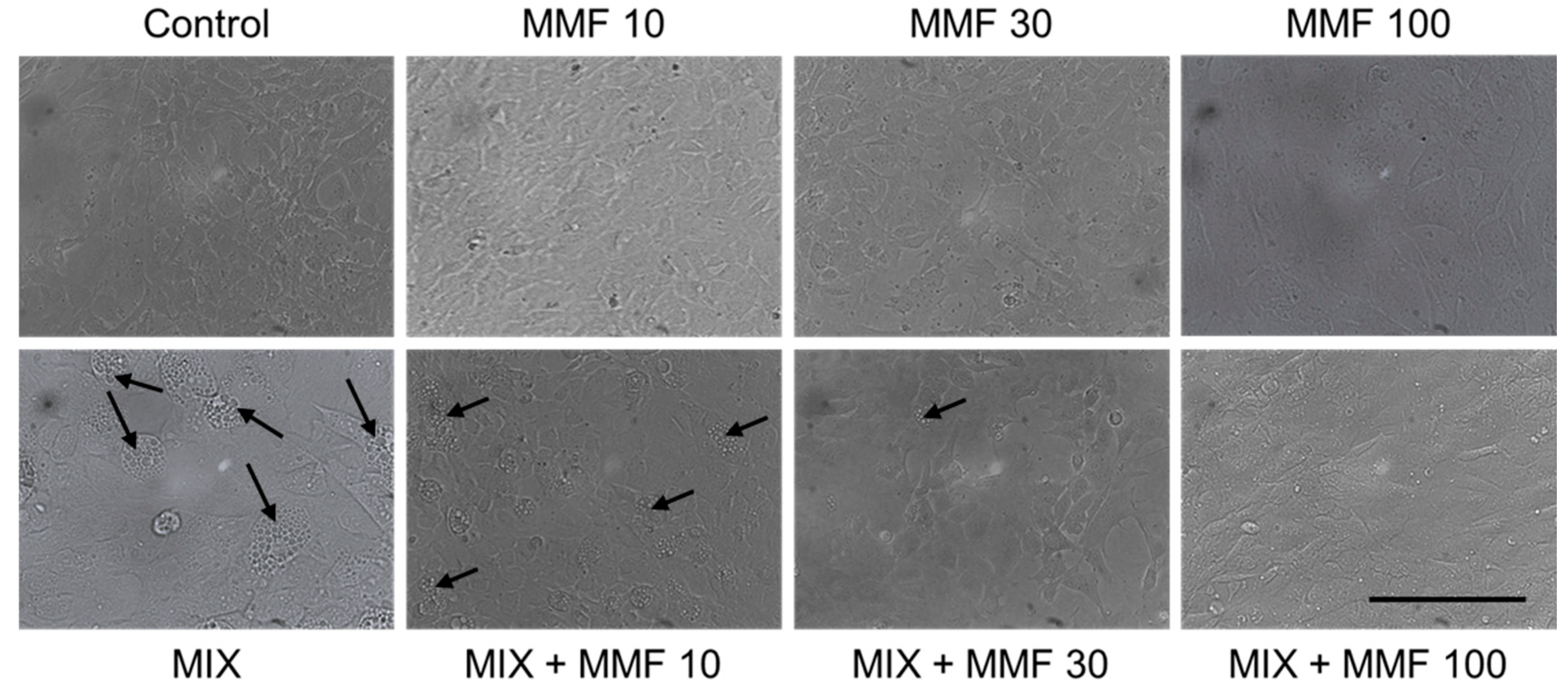 Antioxidants 13 01496 g004