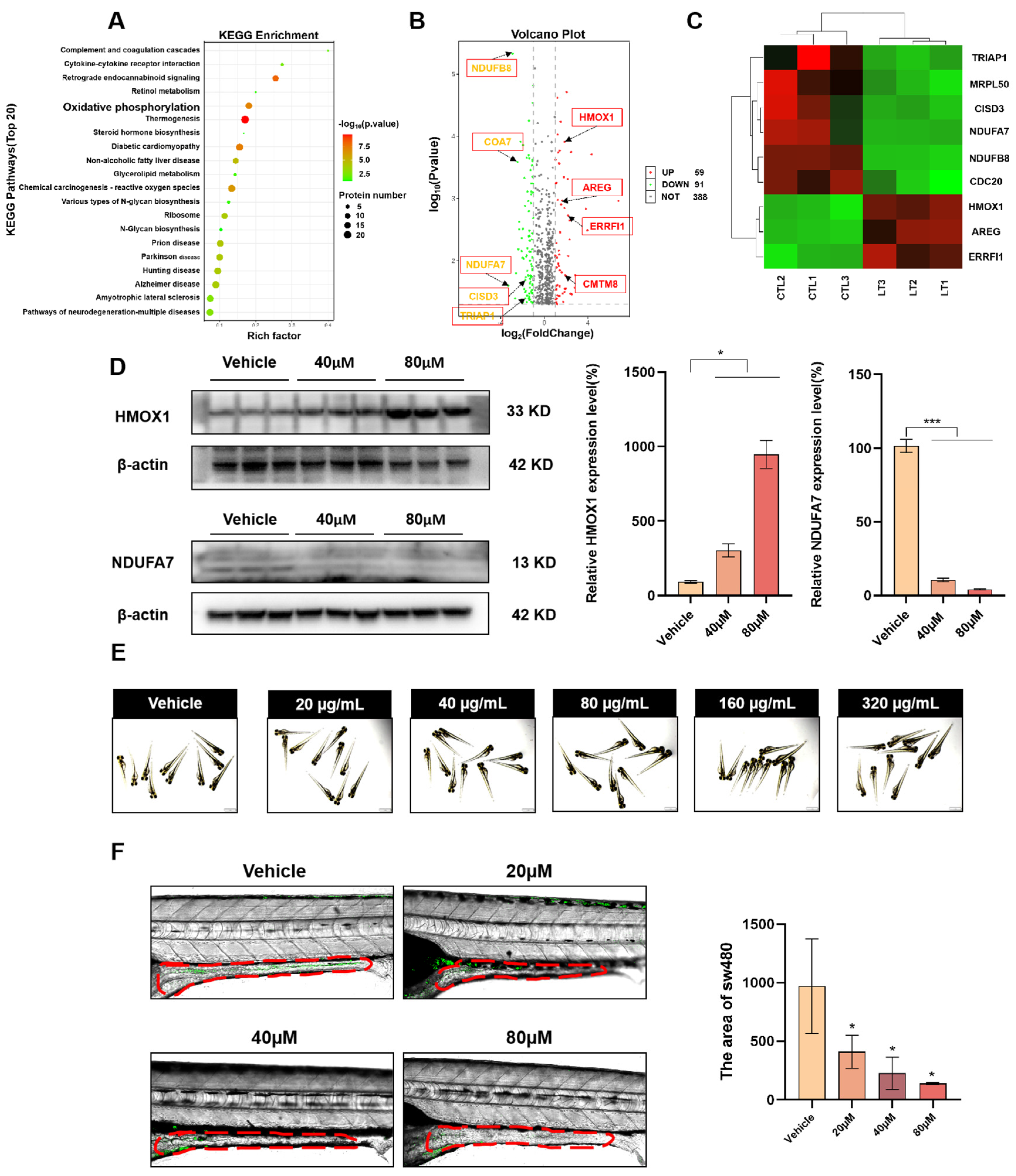 Antioxidants 13 01499 g005