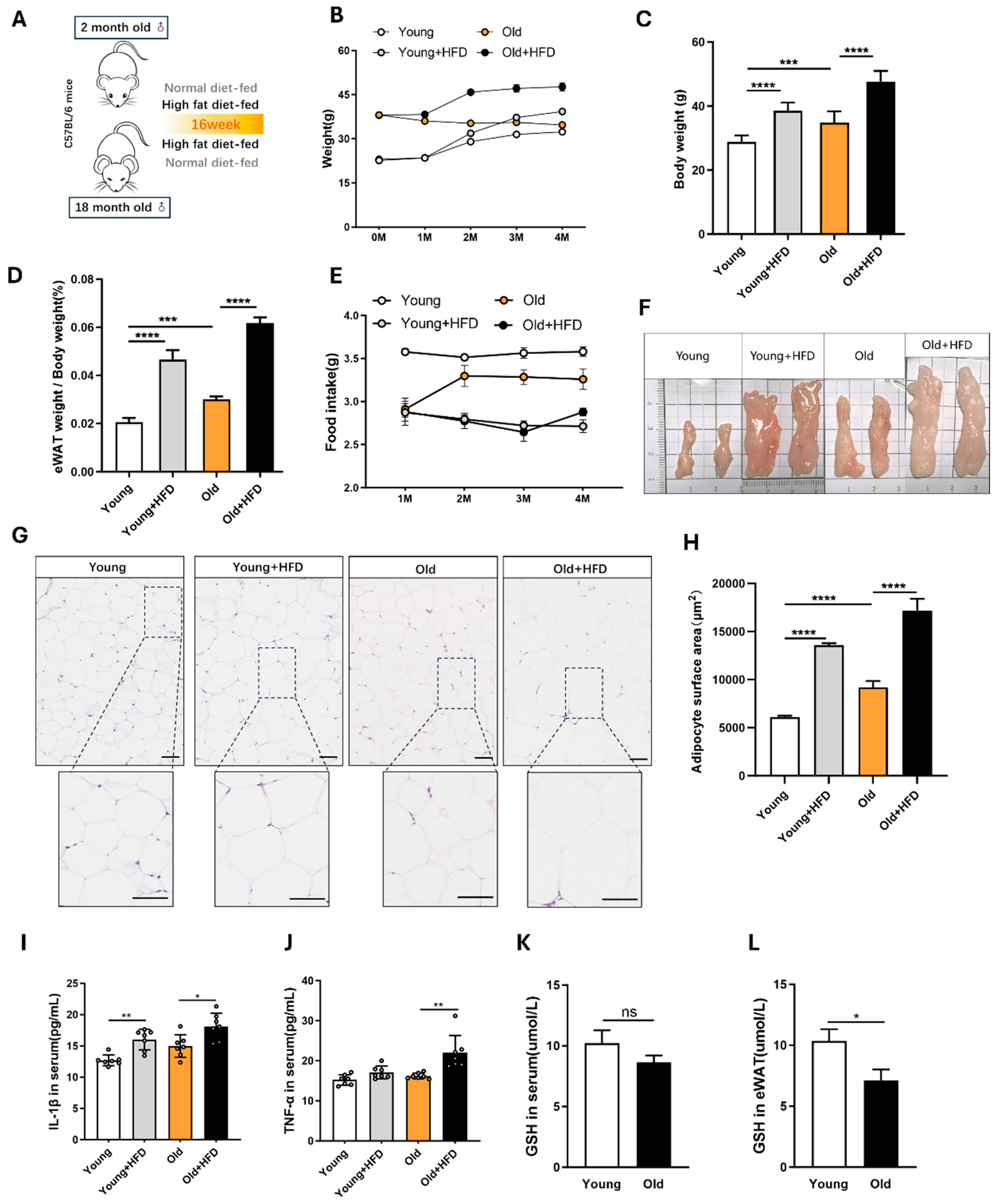 Antioxidants 13 01500 g001