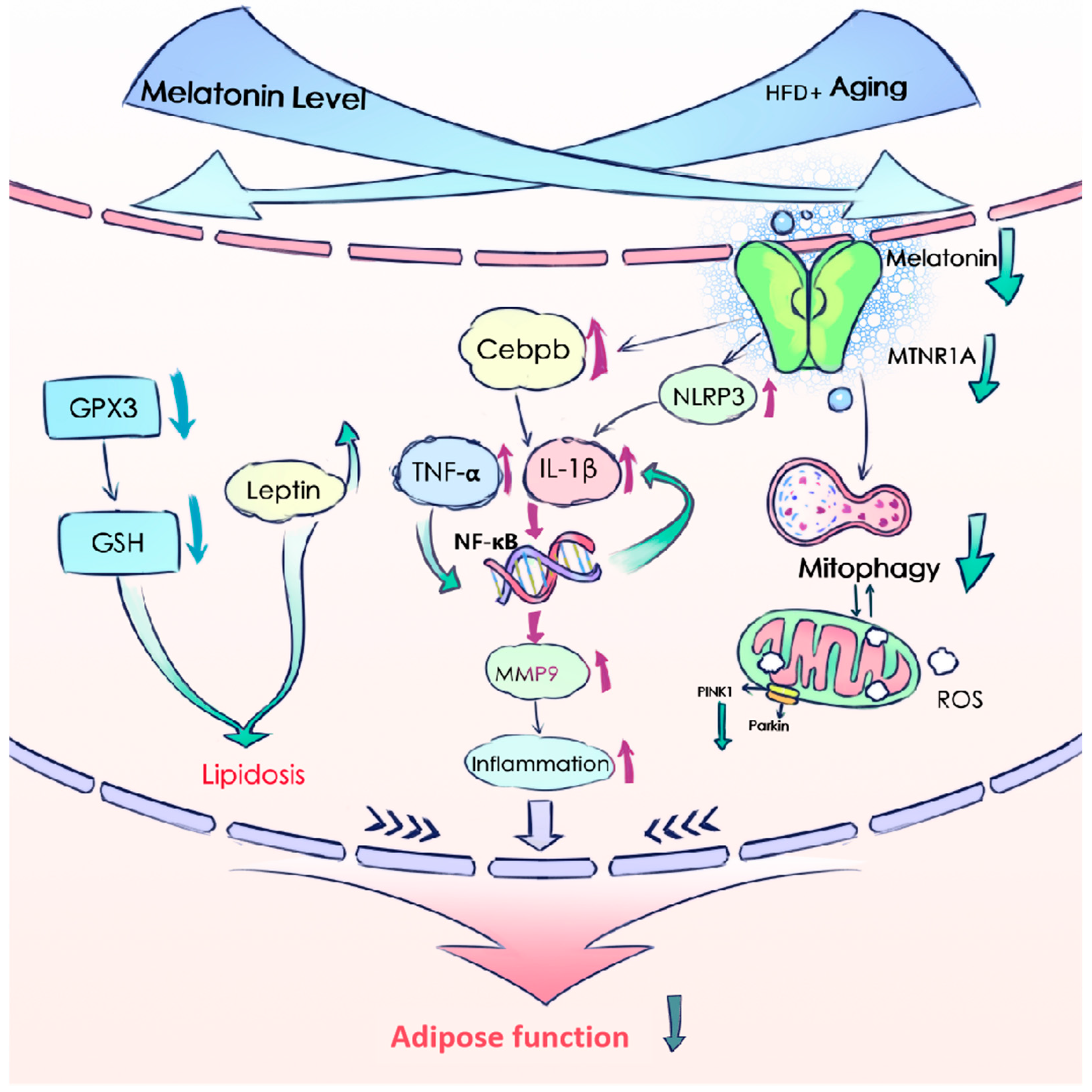Antioxidants 13 01500 g008