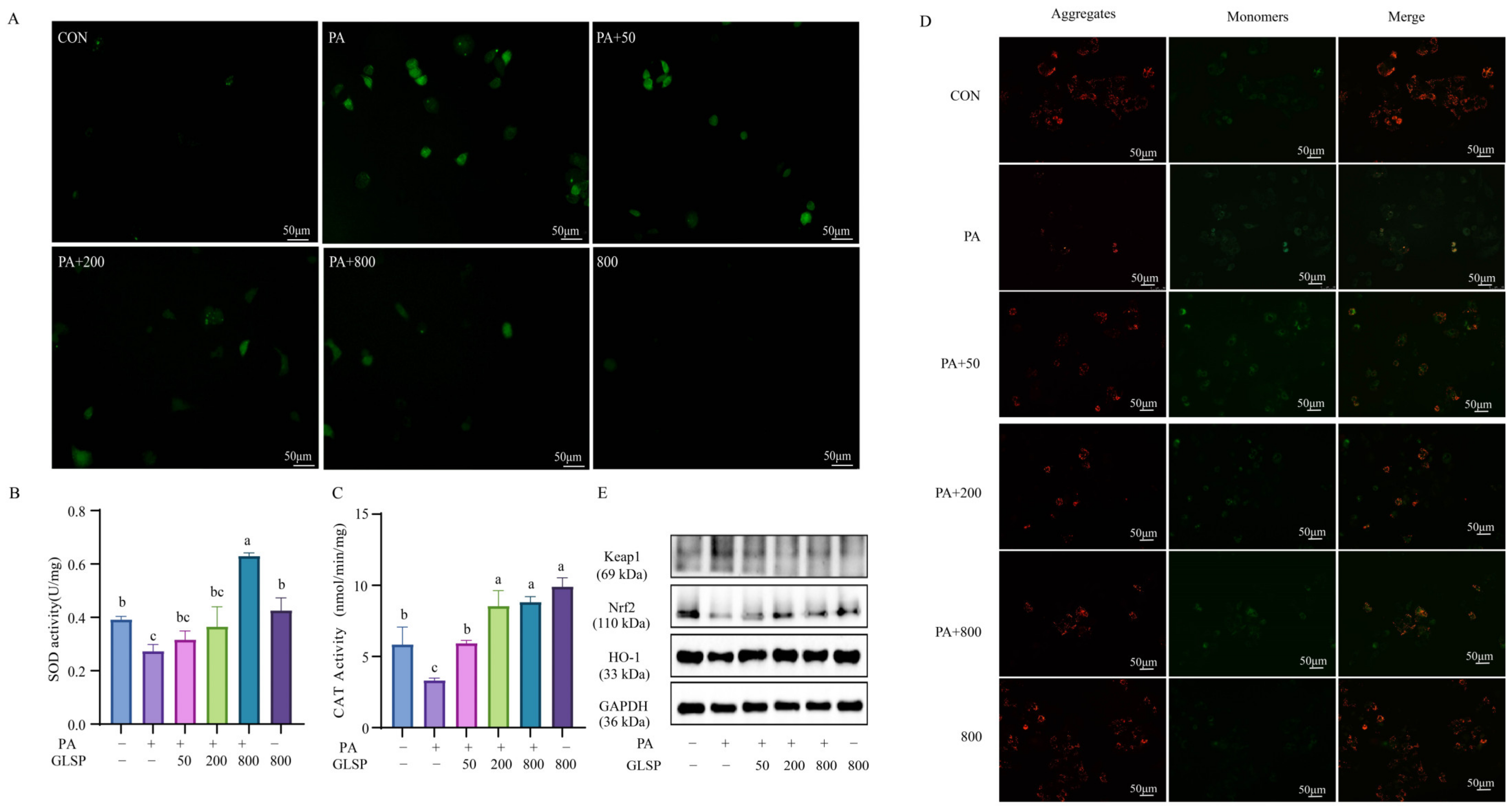 Antioxidants 13 01501 g003