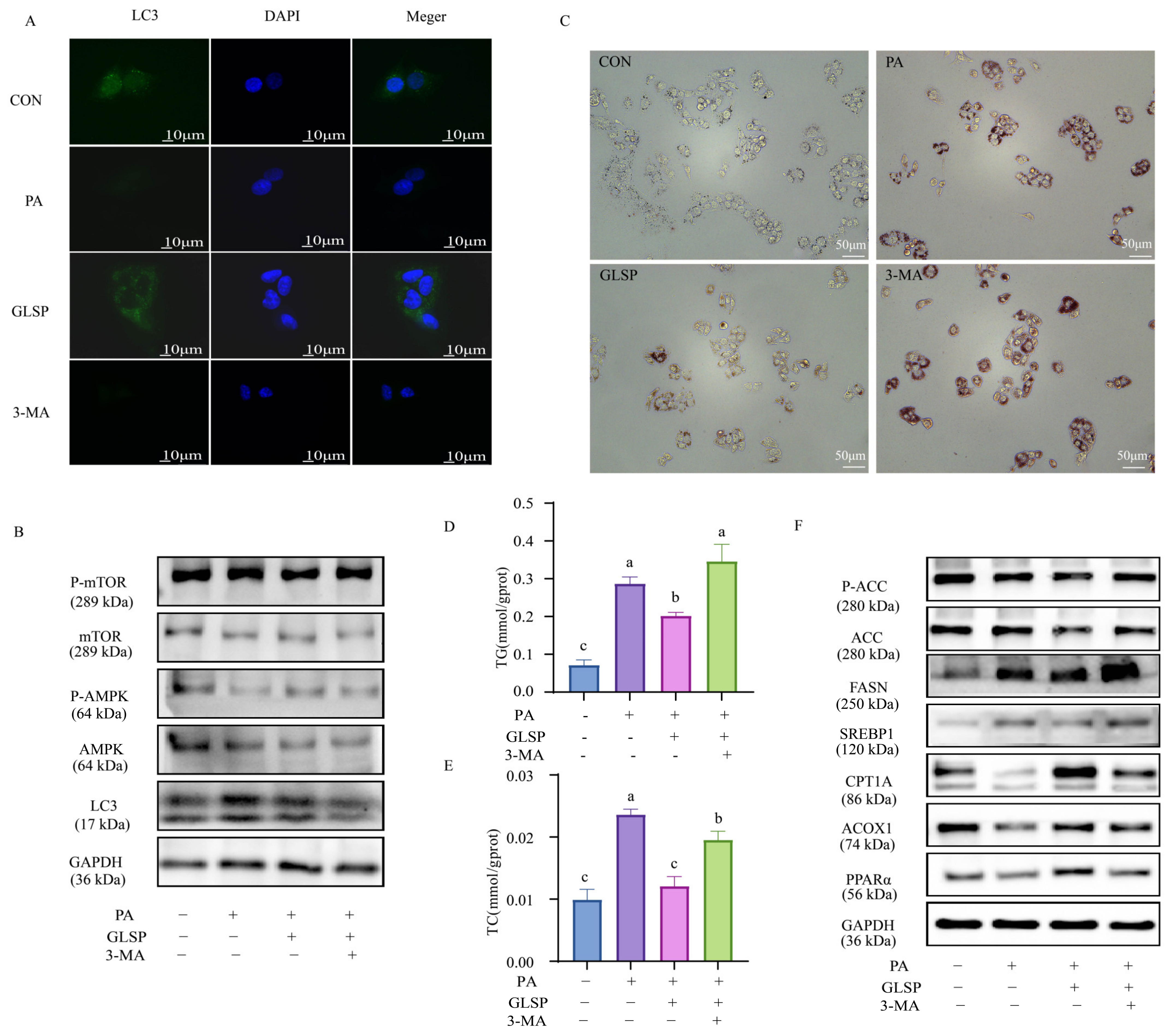 Antioxidants 13 01501 g005