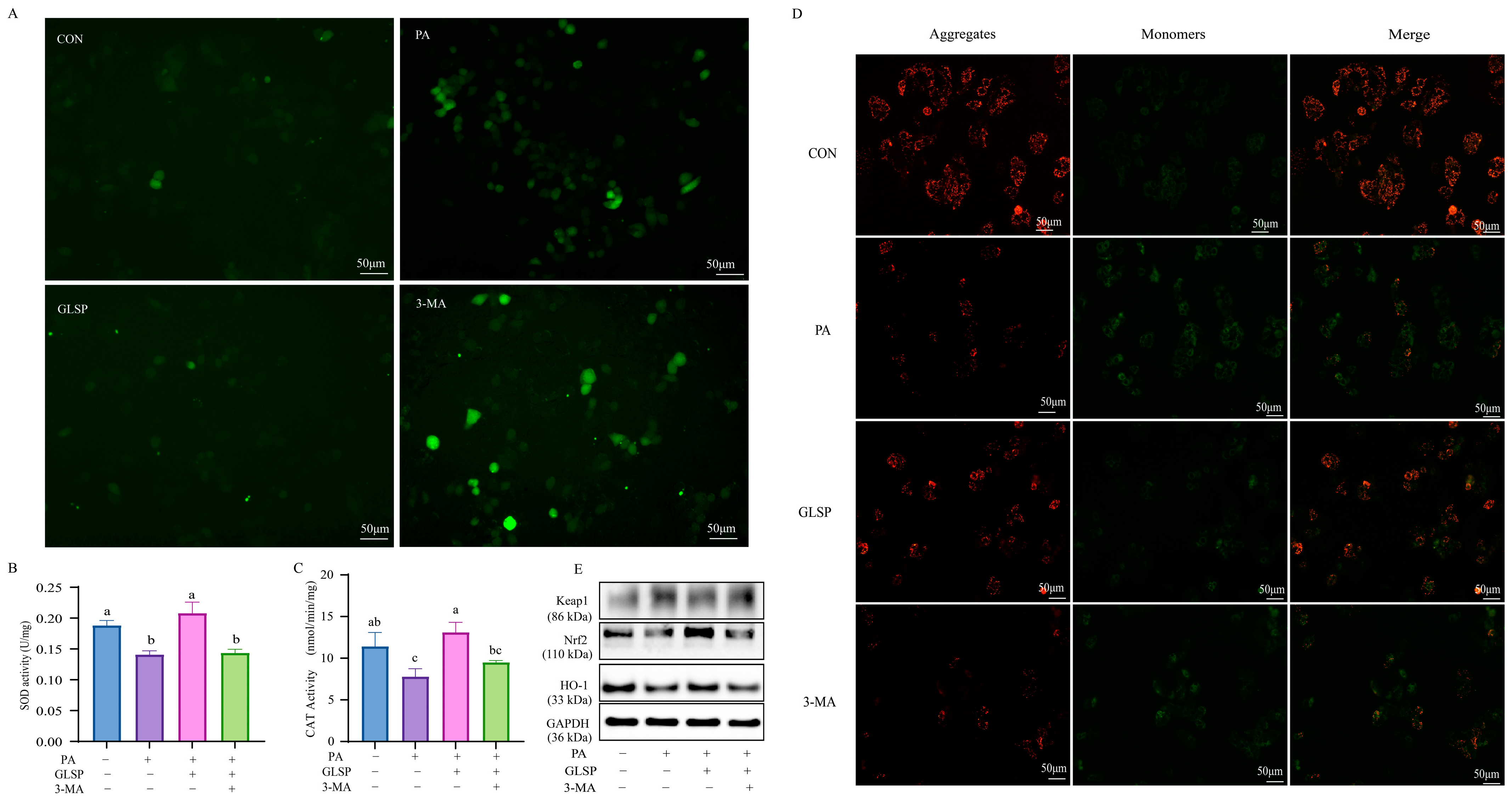 Antioxidants 13 01501 g006