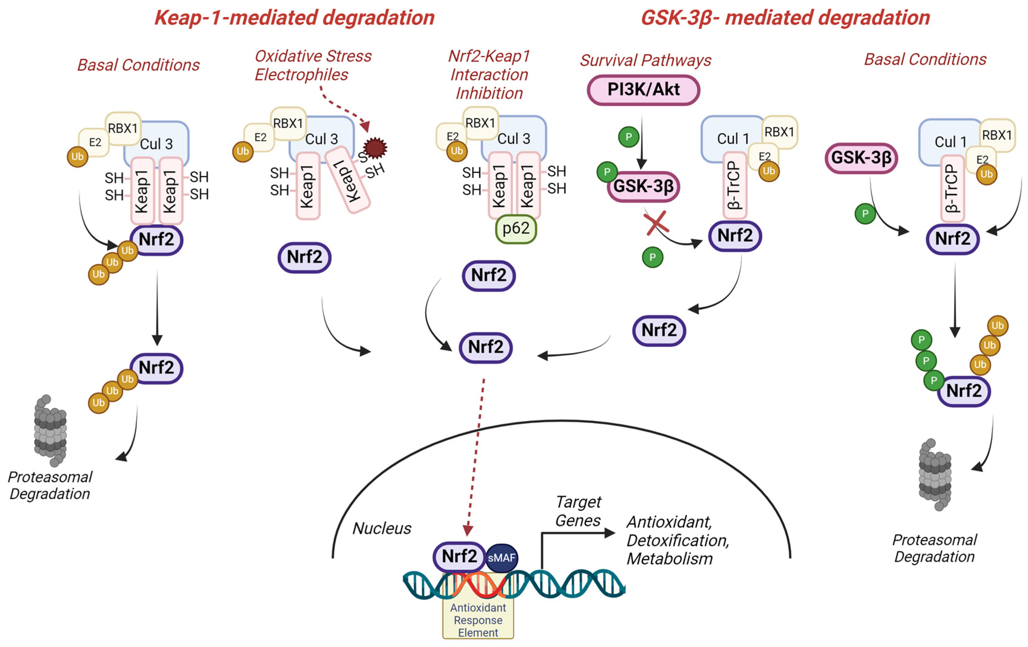 Antioxidants 13 01502 g001
