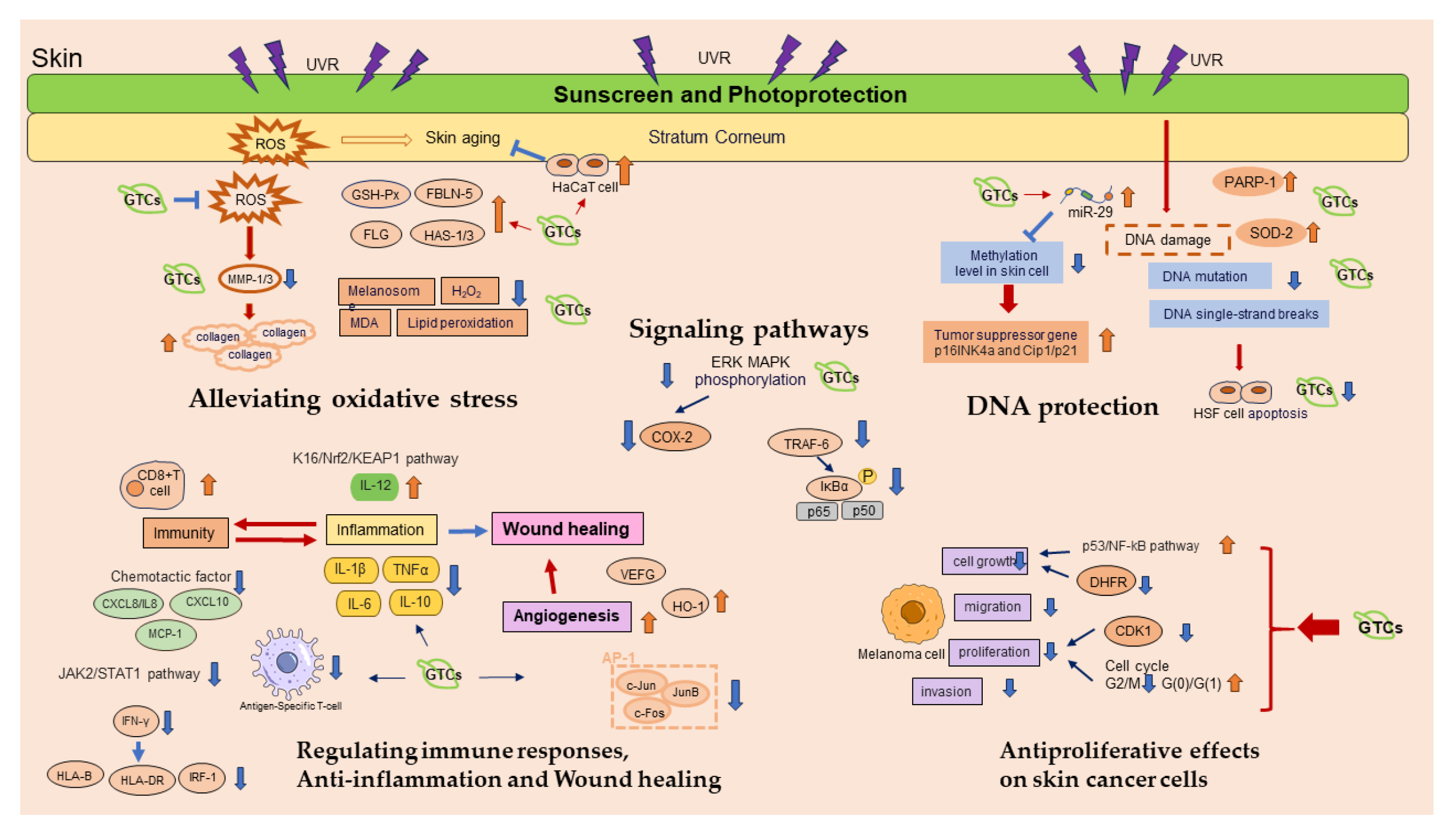 Antioxidants 13 01506 g007