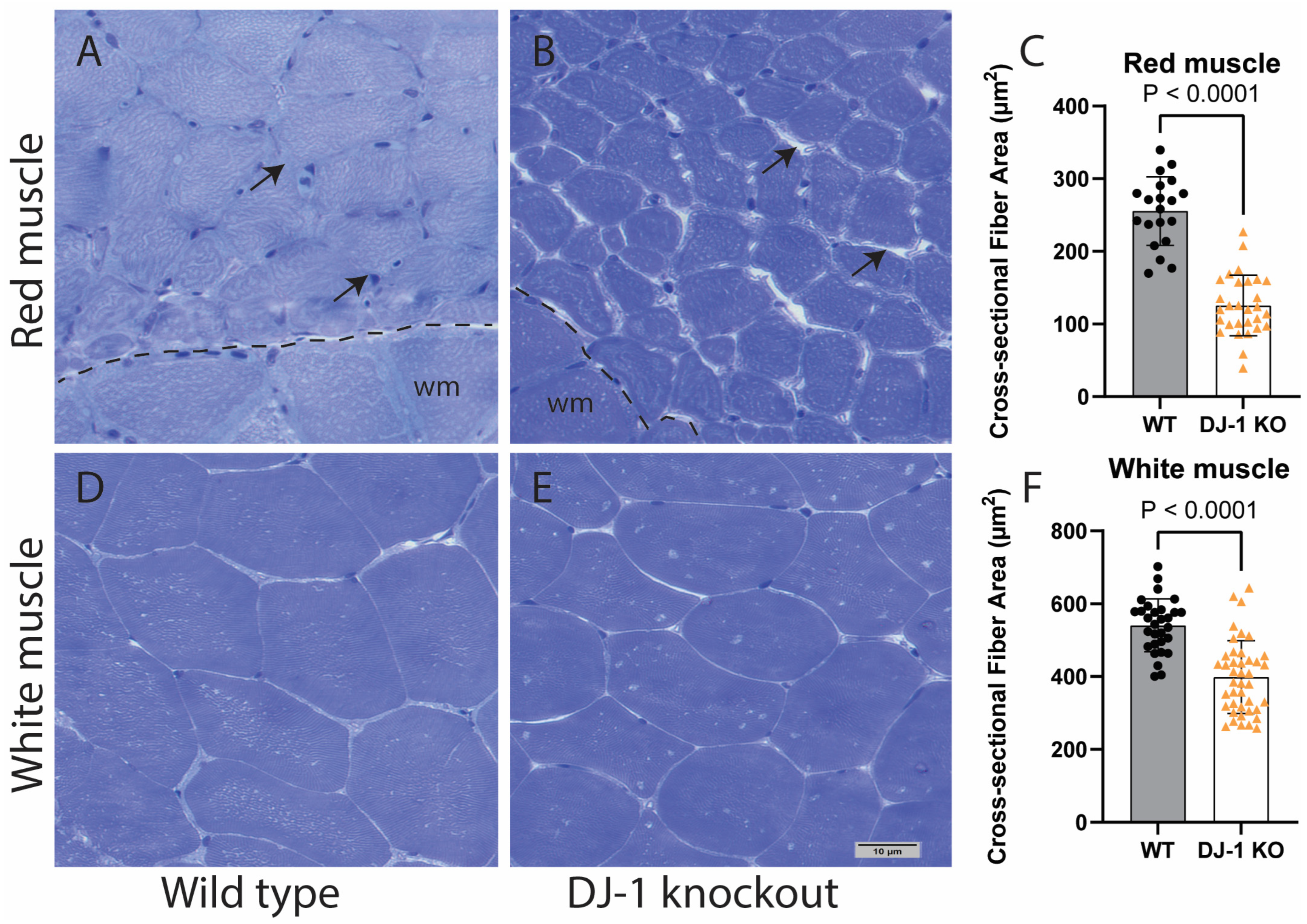 Antioxidants 13 01509 g001
