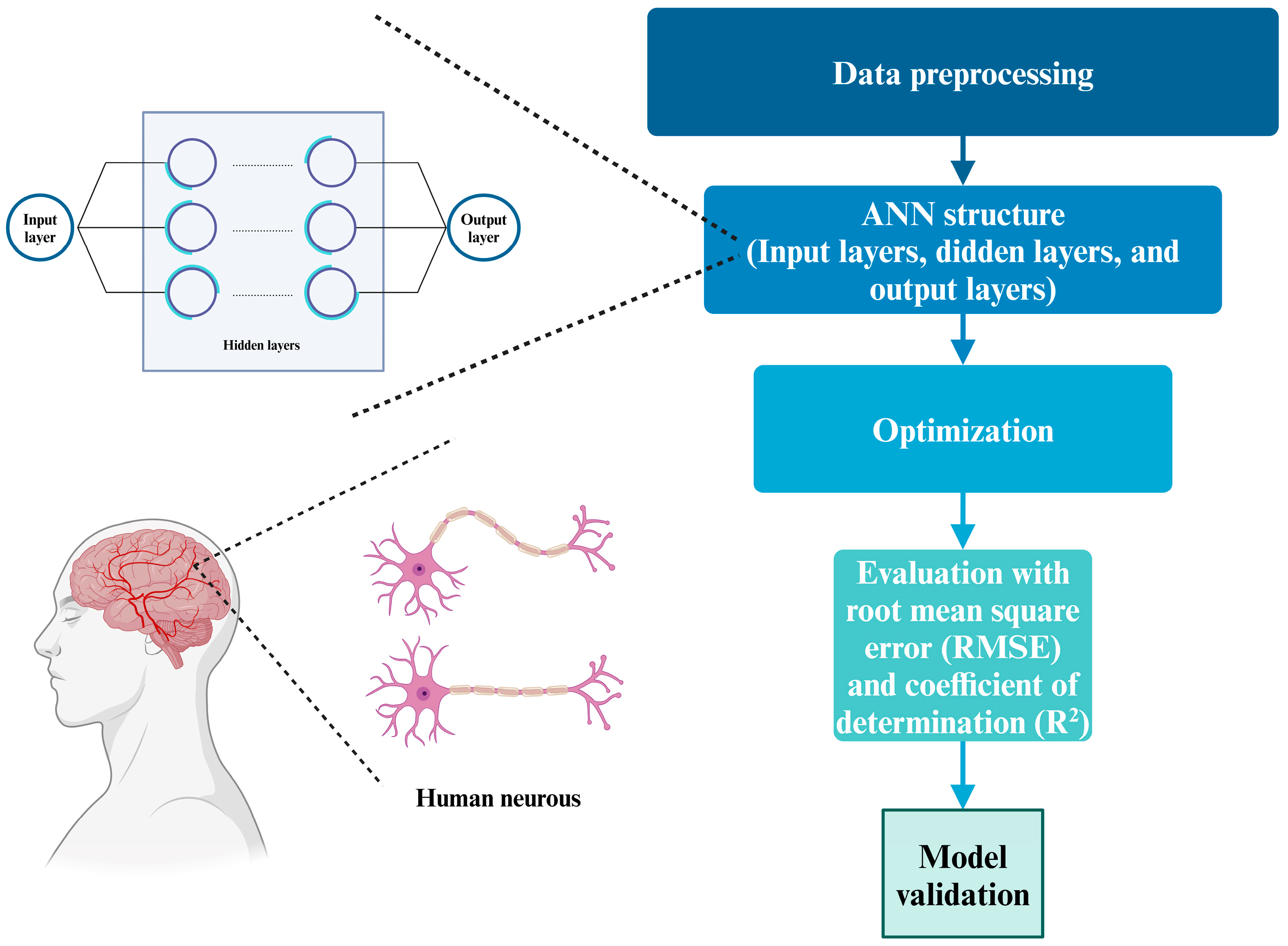 Antioxidants 13 01510 g002