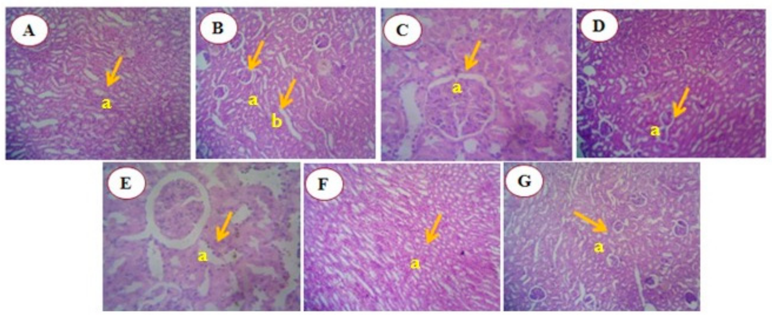 Antioxidants 13 01513 g014