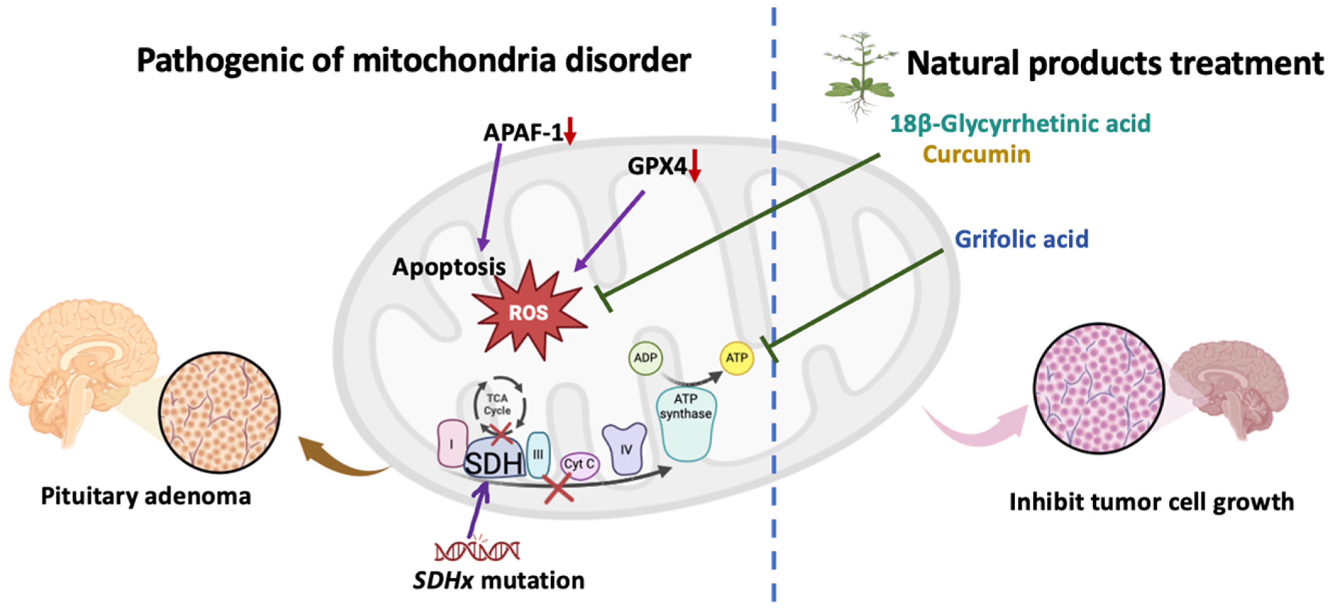 Antioxidants 13 01514 g001