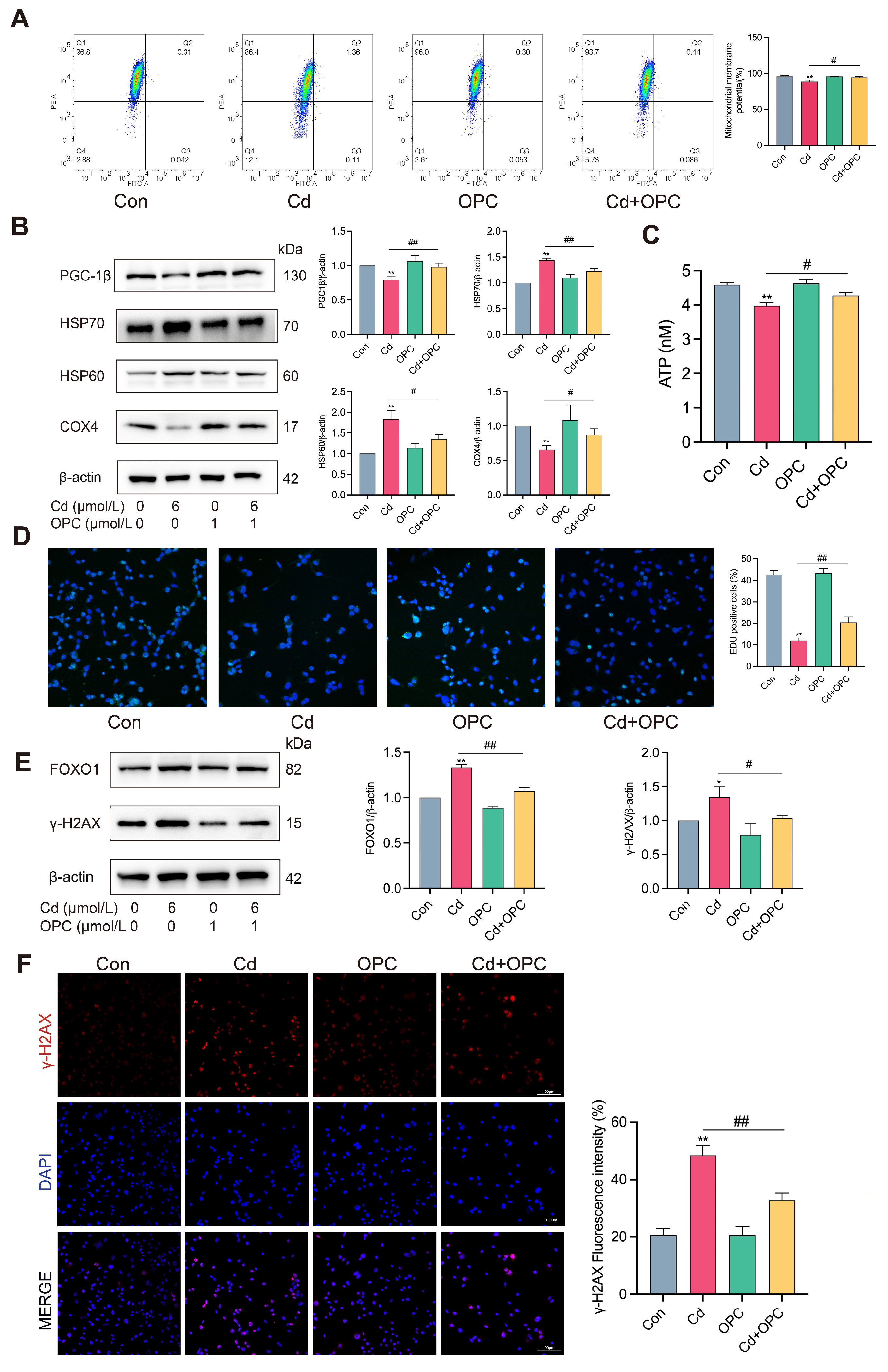 Antioxidants 13 01515 g004