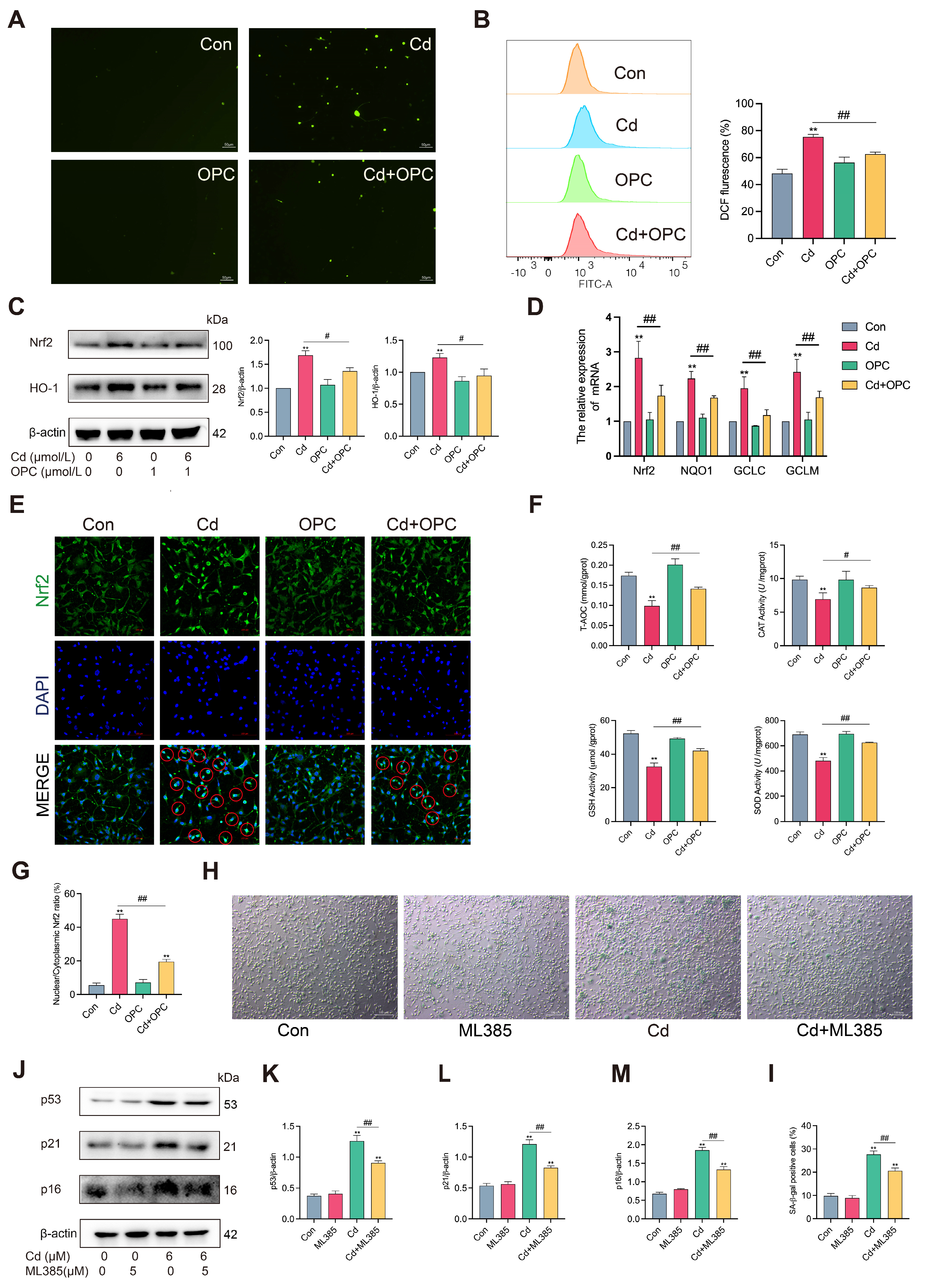 Antioxidants 13 01515 g005