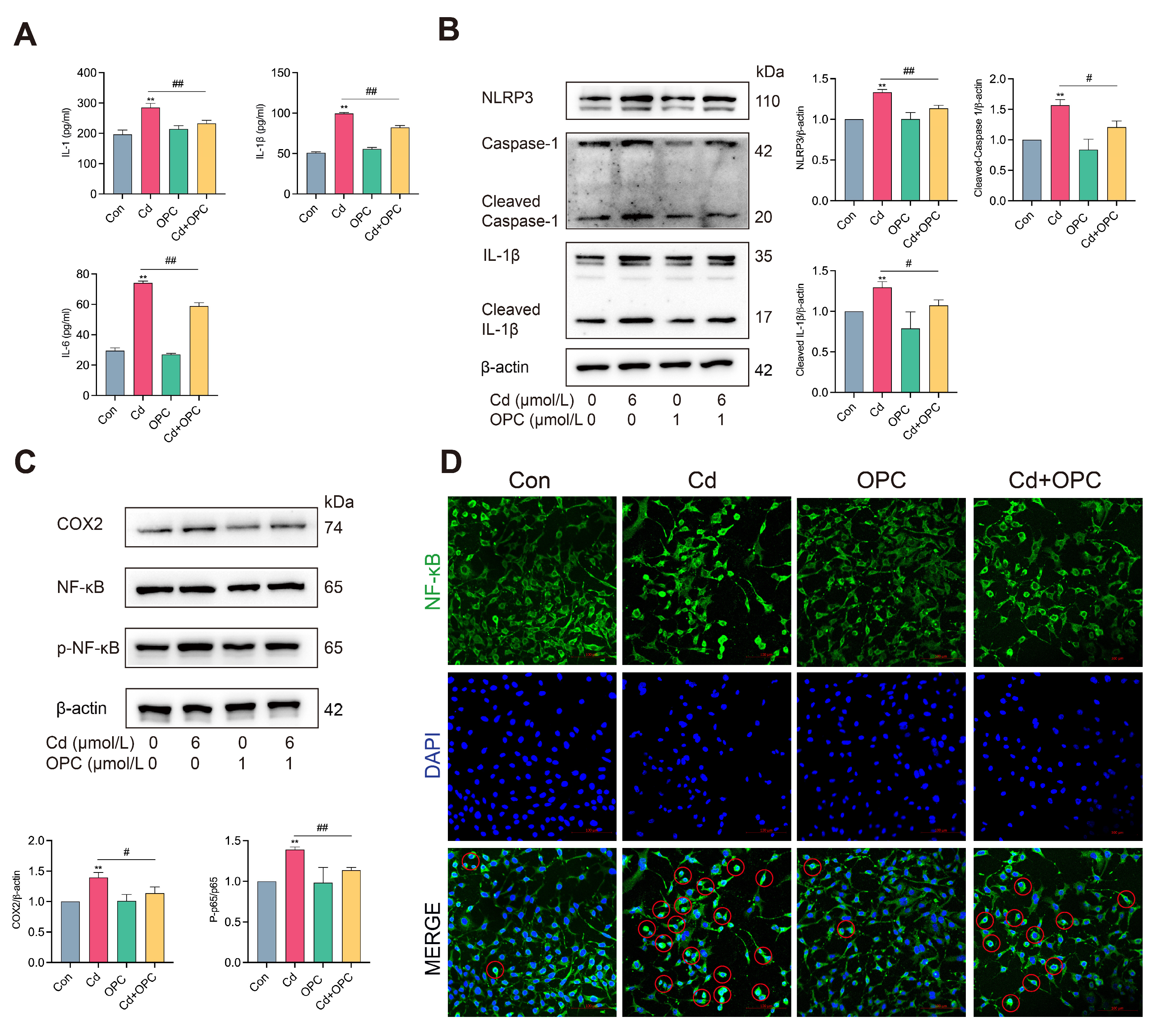Antioxidants 13 01515 g006