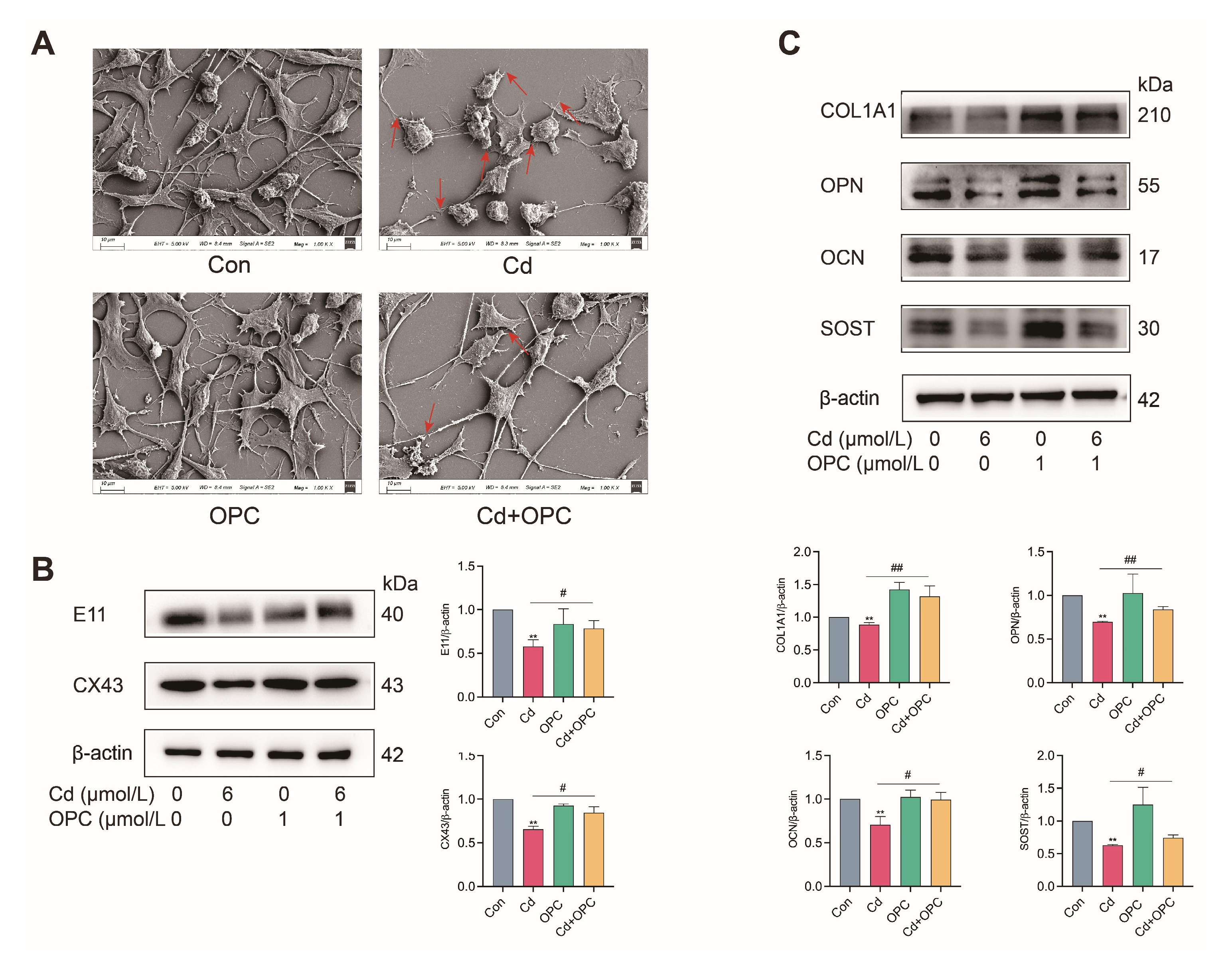 Antioxidants 13 01515 g007