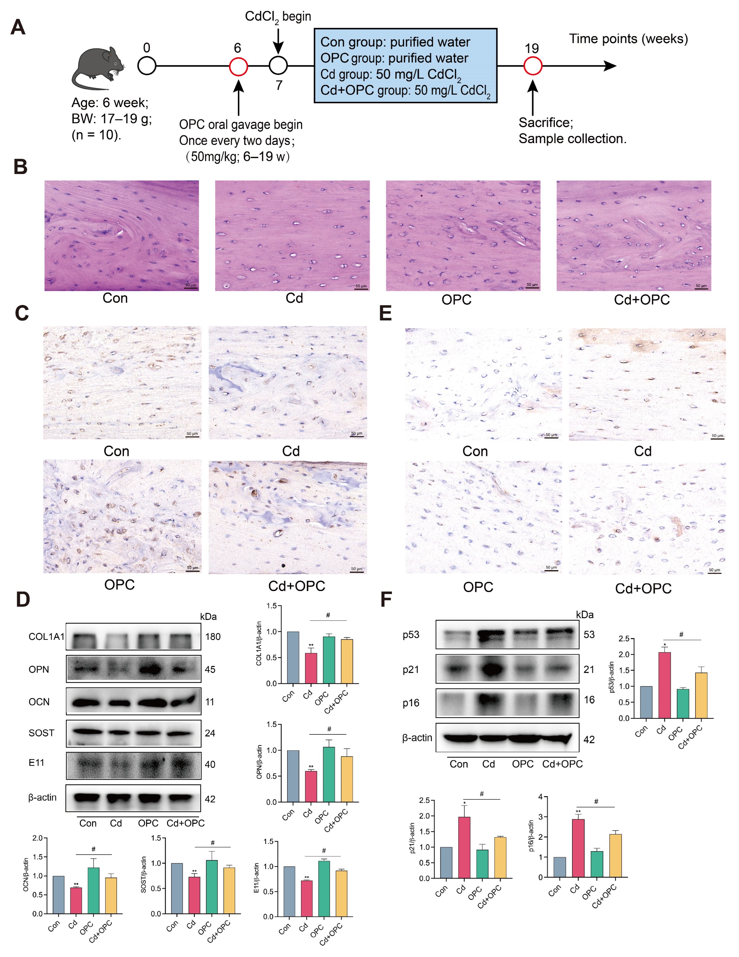 Antioxidants 13 01515 g008