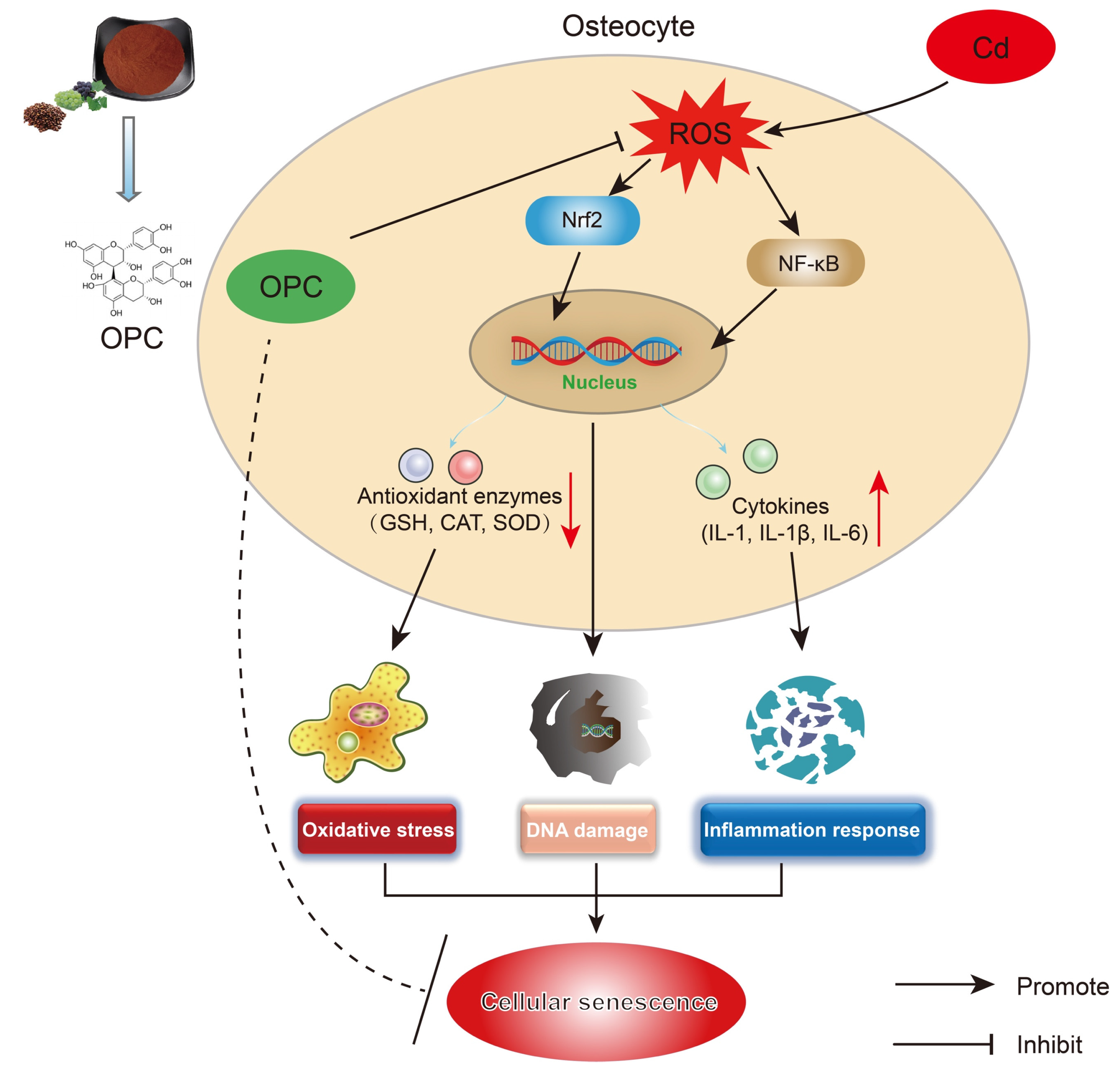 Antioxidants 13 01515 g009