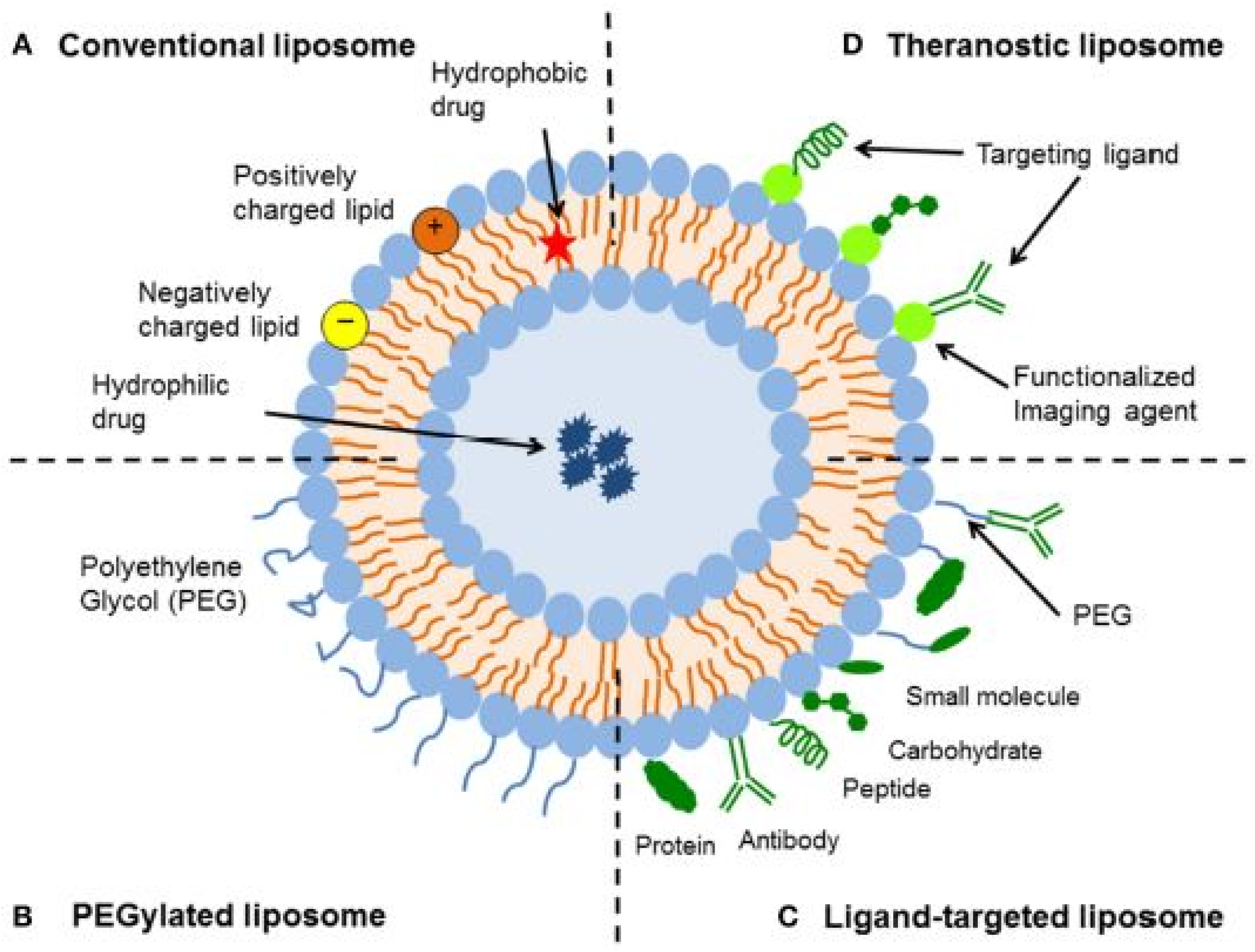 Antioxidants 13 01516 g003 Antioxidants 13 01516 g003