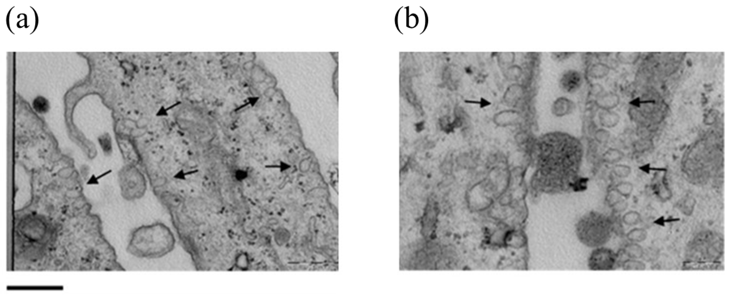 Antioxidants 13 01516 g007 Antioxidants 13 01516 g007