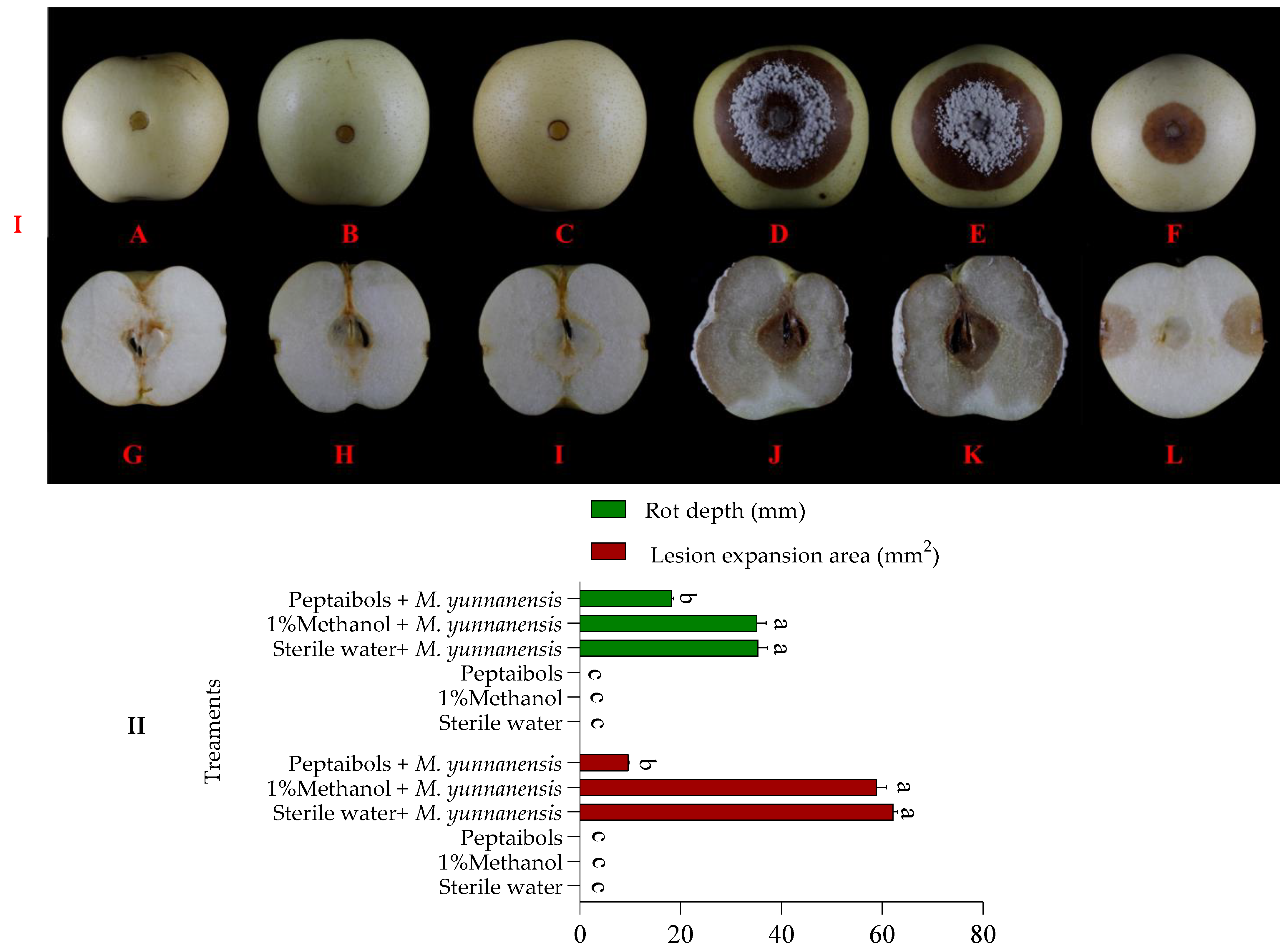 Antioxidants 13 01517 g001