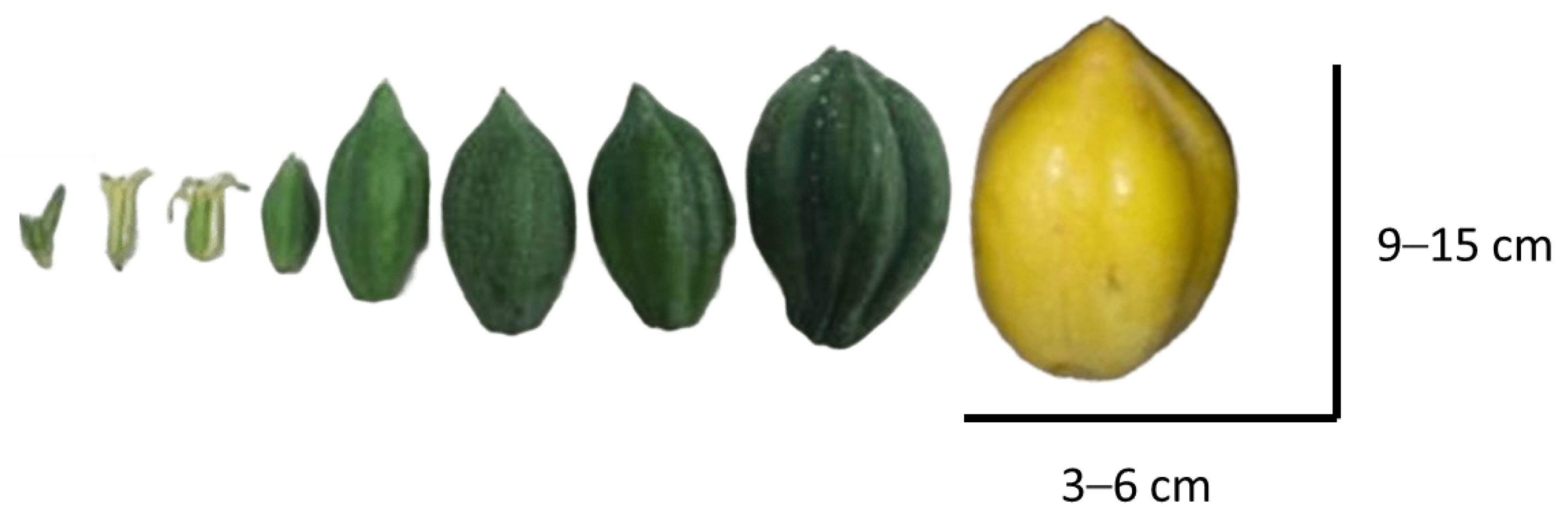 Antioxidants 13 01521 g003