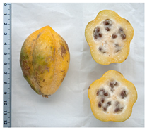 Antioxidants 13 01521 i010