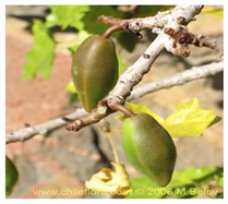 Antioxidants 13 01521 i011