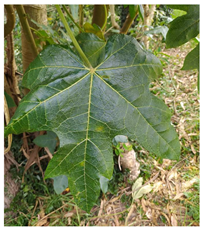 Antioxidants 13 01521 i012