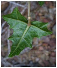 Antioxidants 13 01521 i013